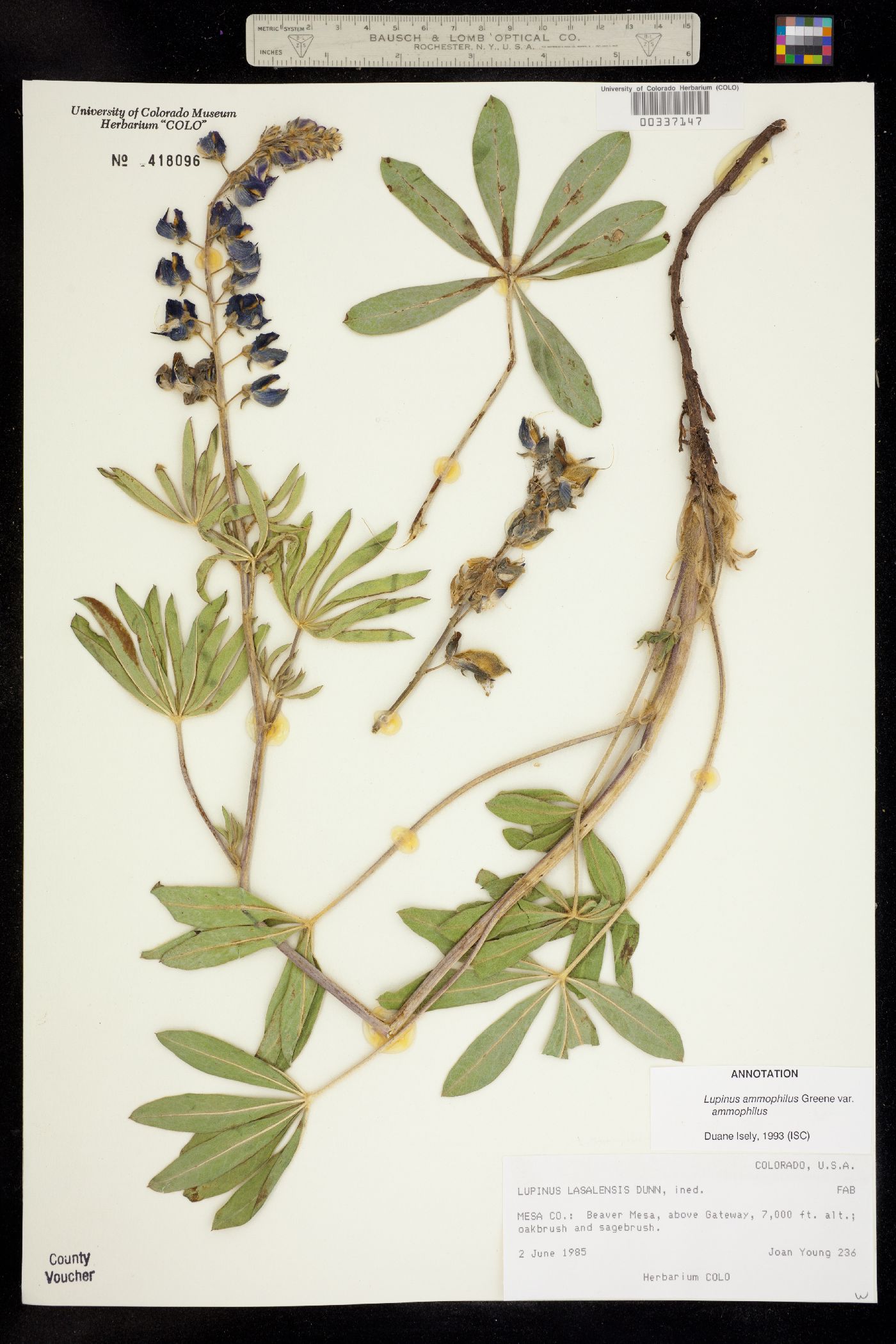 Lupinus ammophilus image