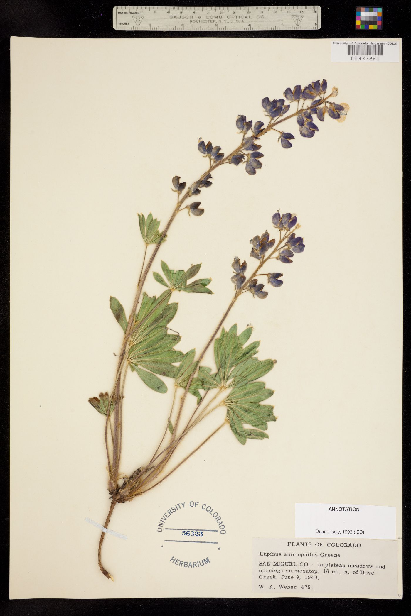 Lupinus ammophilus image