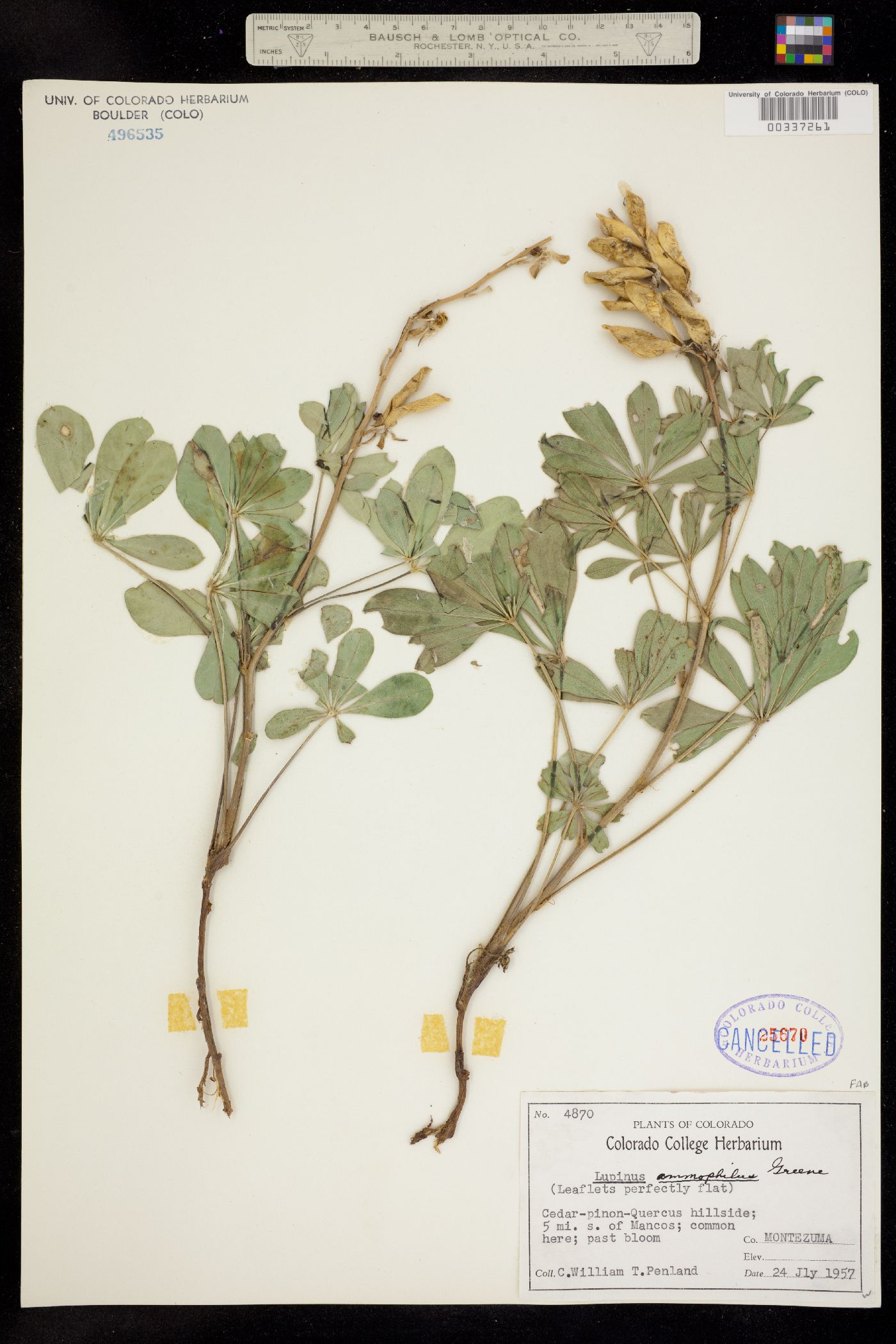 Lupinus ammophilus image