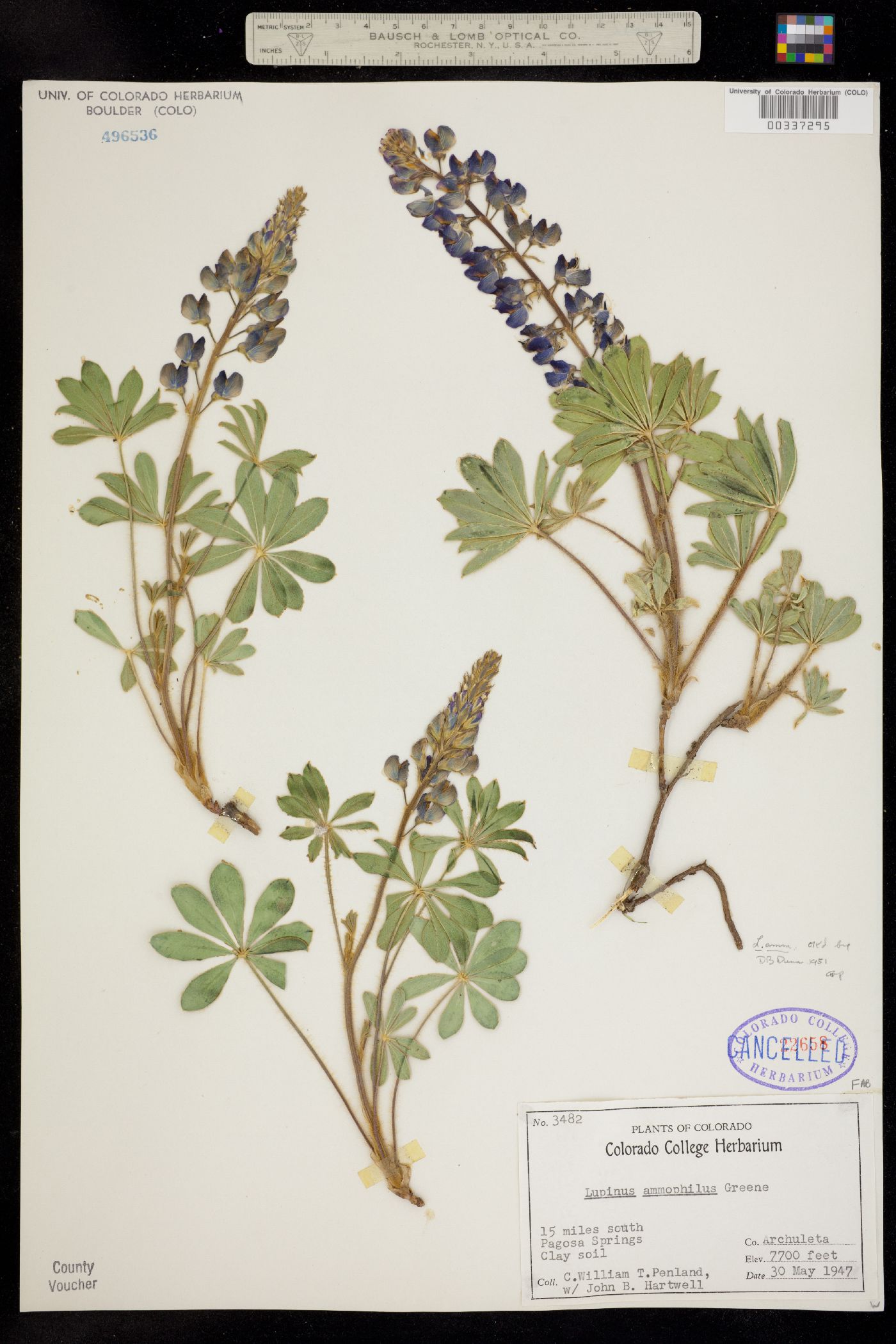 Lupinus ammophilus image