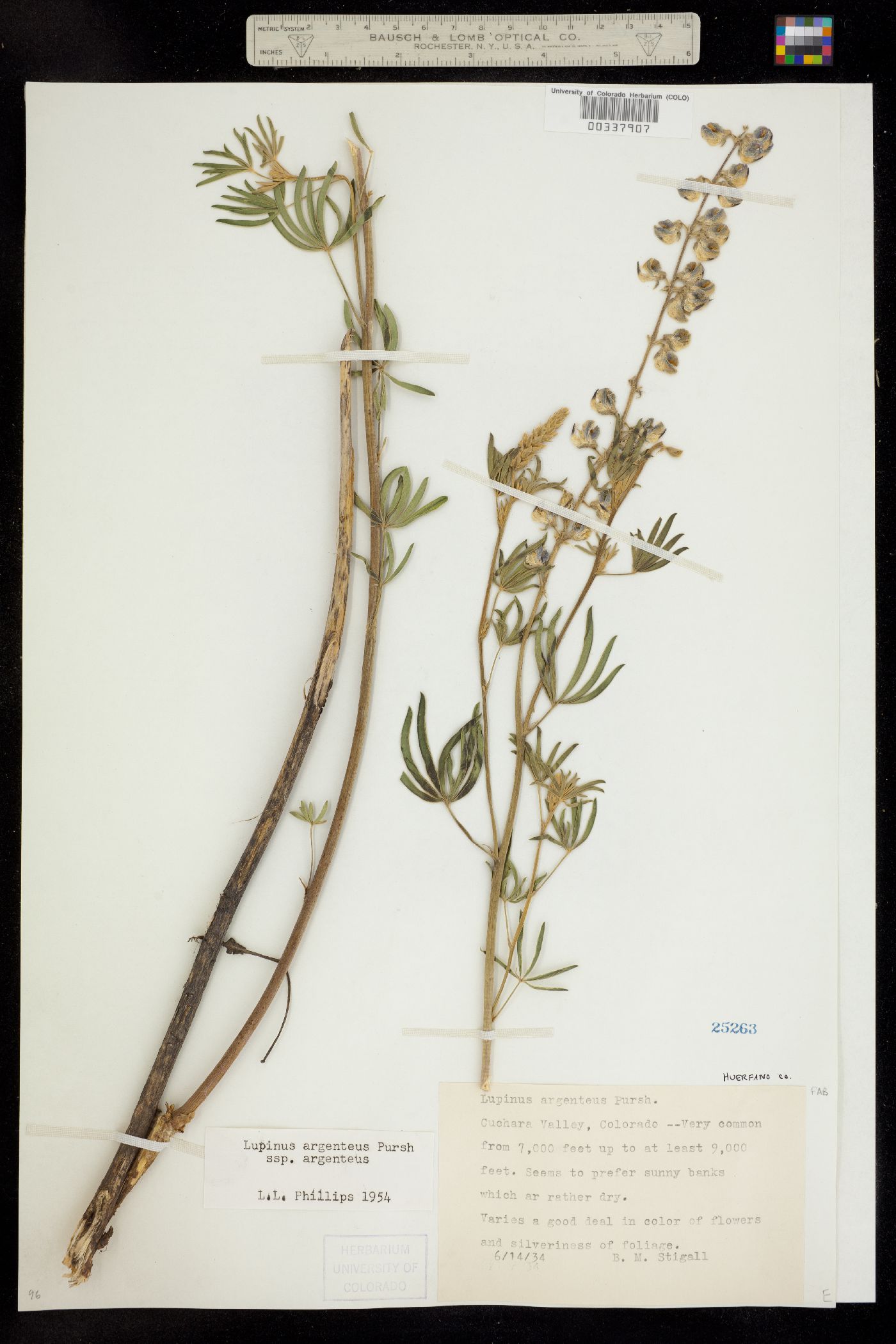 Lupinus argenteus image