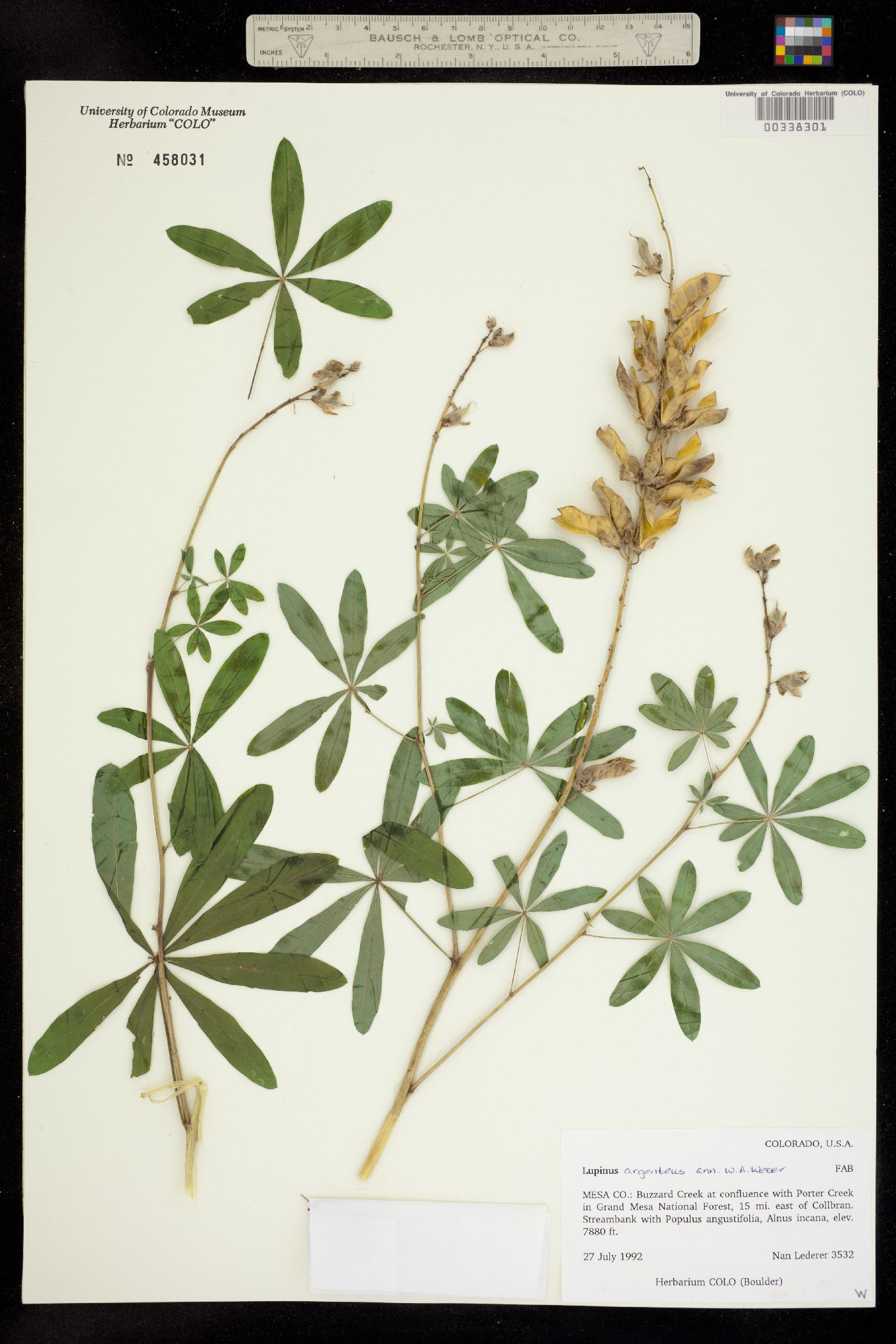 Lupinus argenteus image
