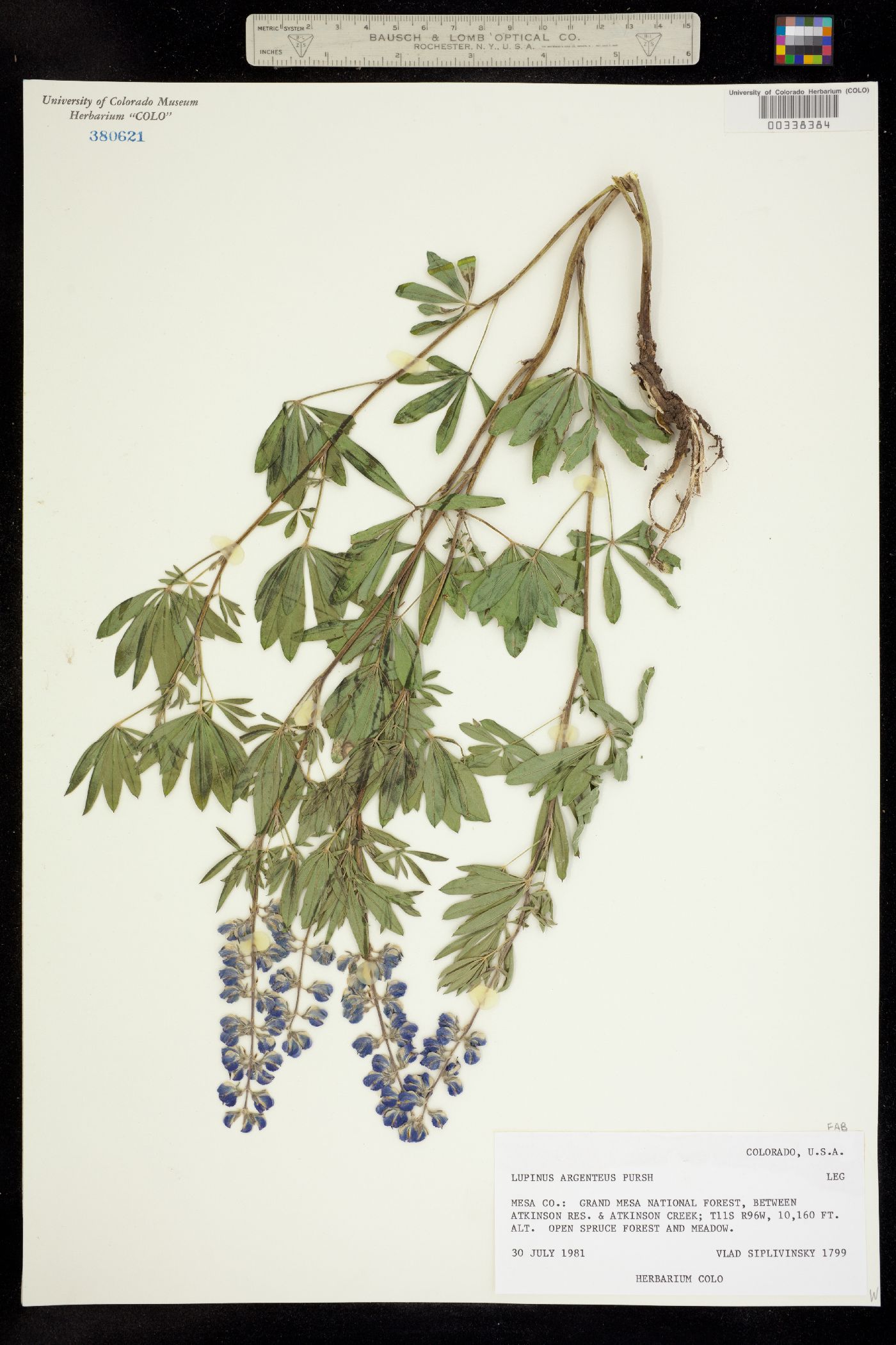 Lupinus image