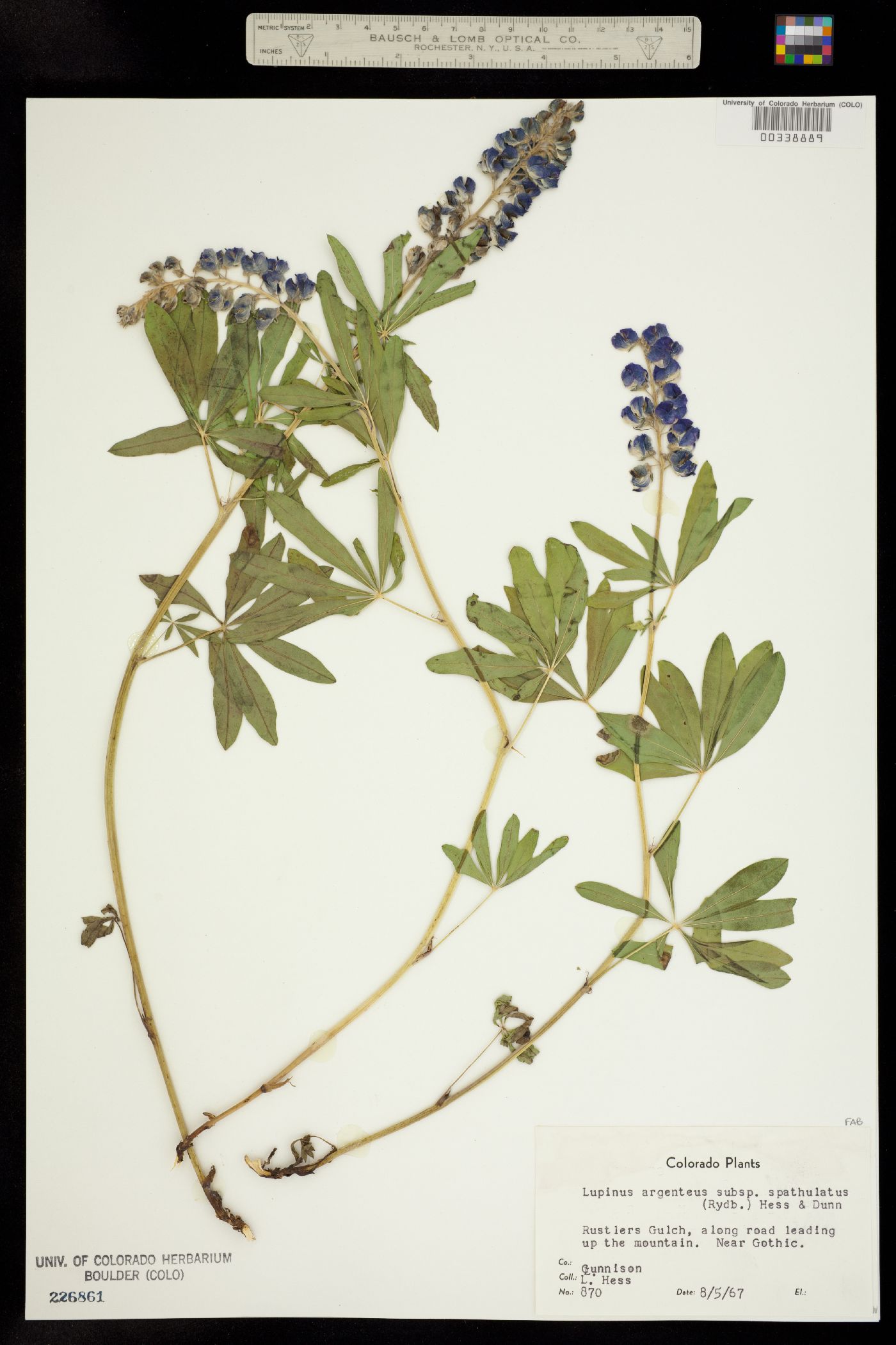 Lupinus argenteus image