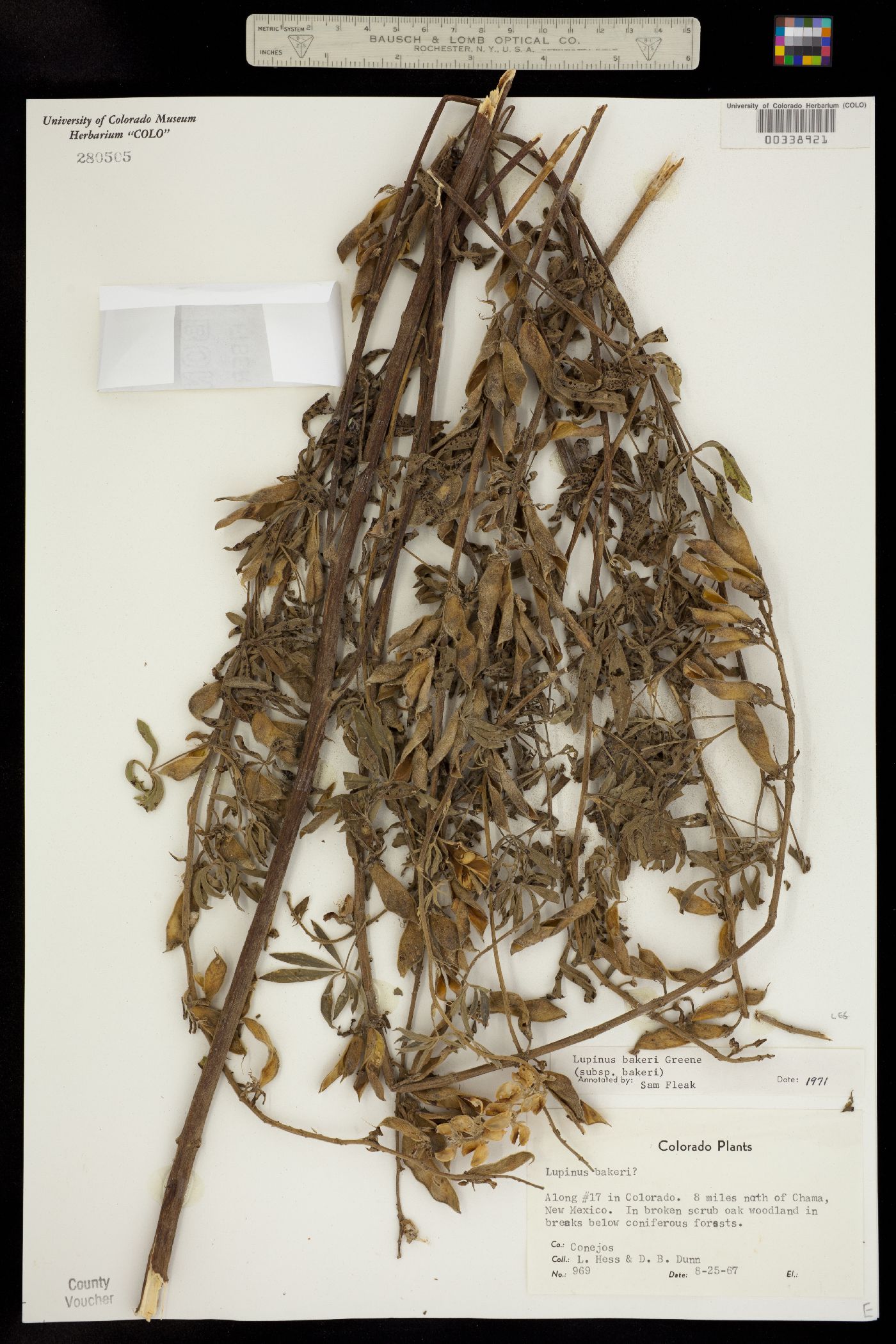 Lupinus bakeri ssp. bakeri image