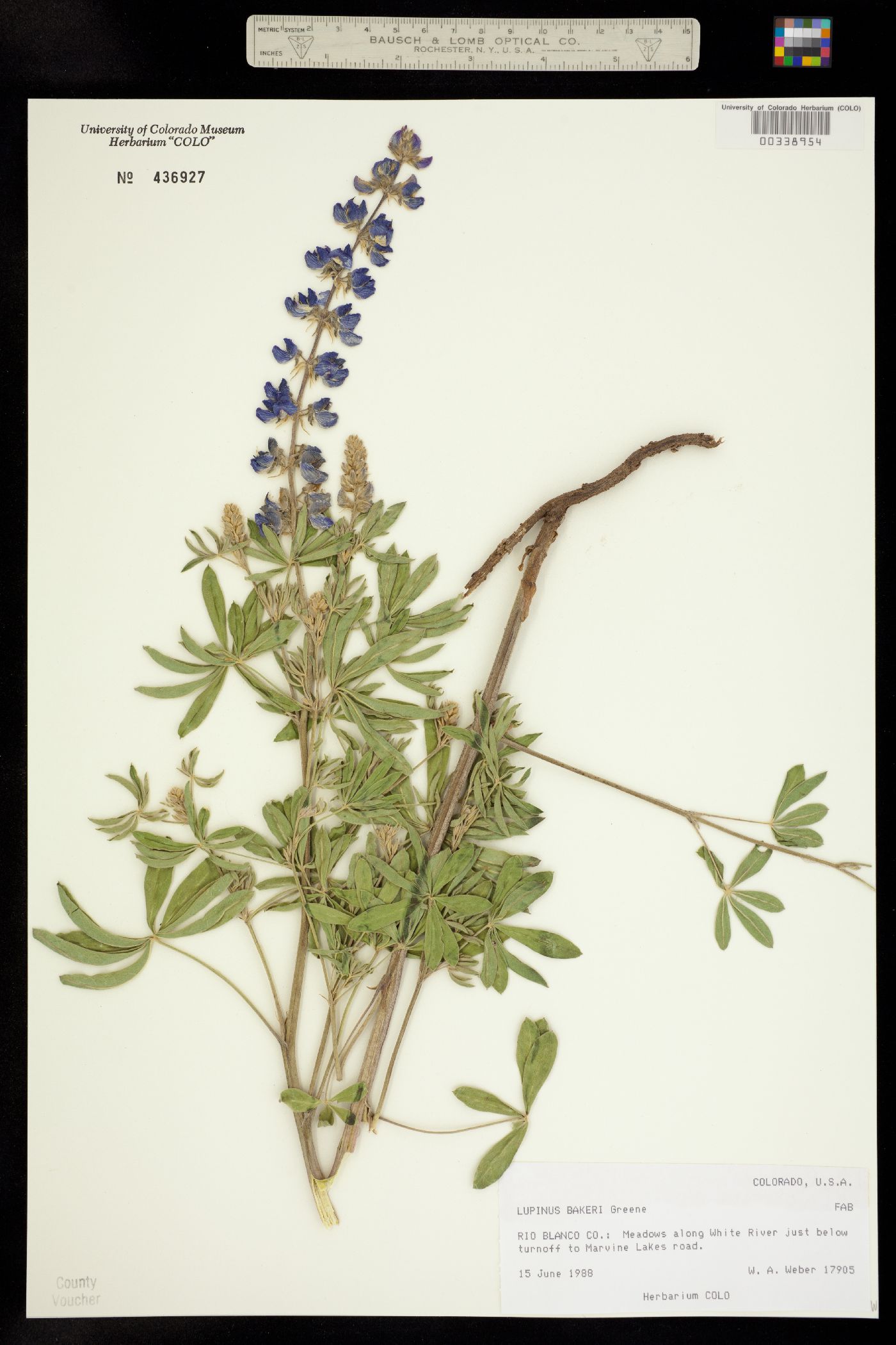Lupinus bakeri image