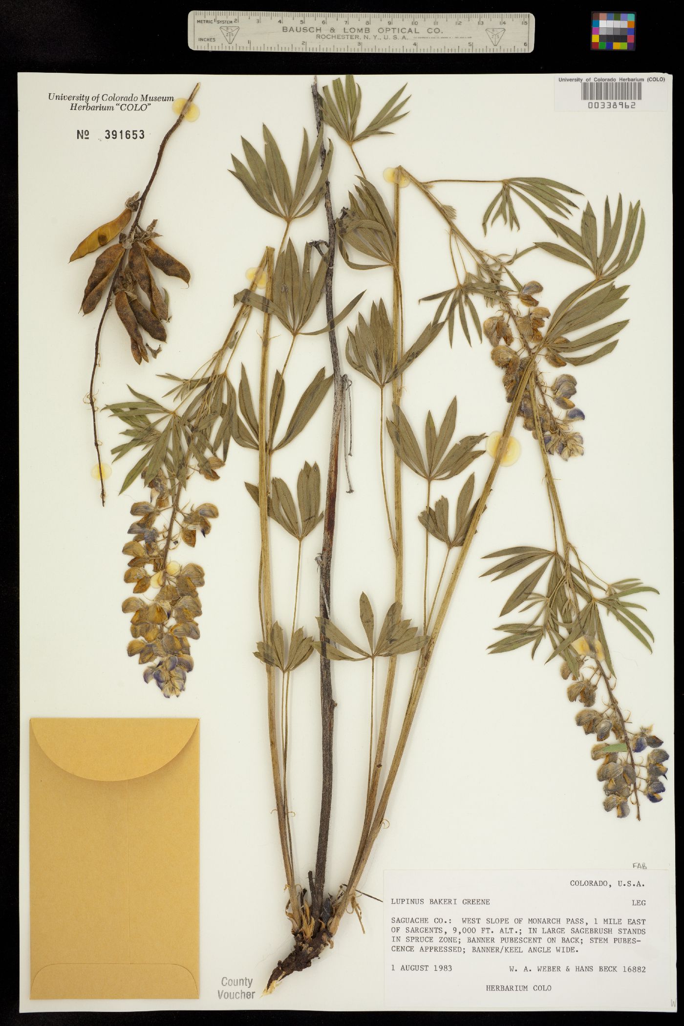 Lupinus bakeri image