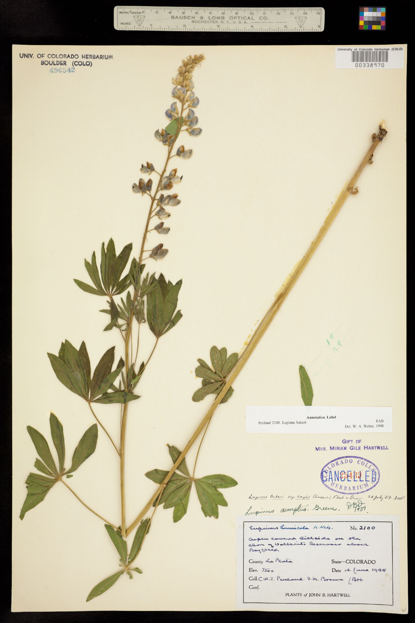 Lupinus bakeri image