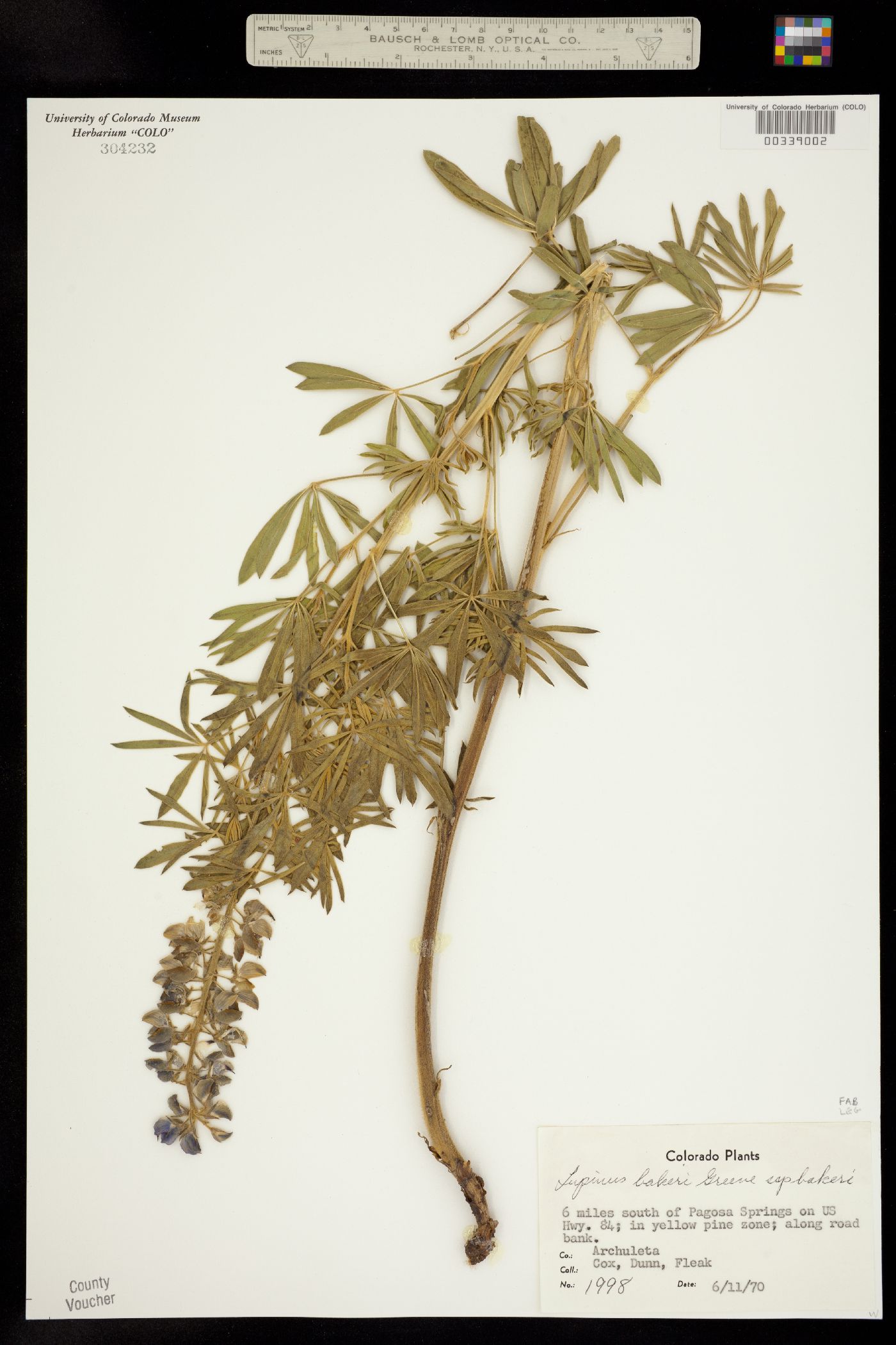 Lupinus bakeri ssp. bakeri image
