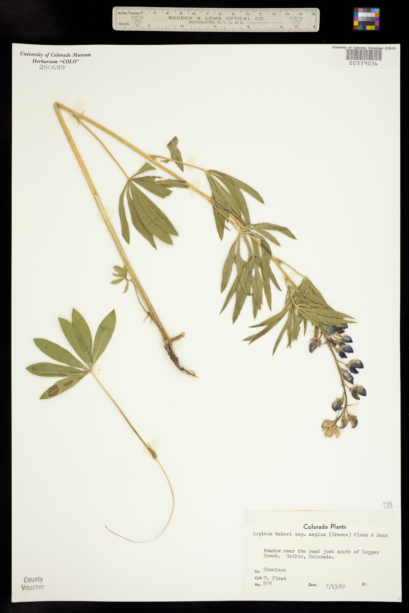 Lupinus bakeri ssp. amplus image