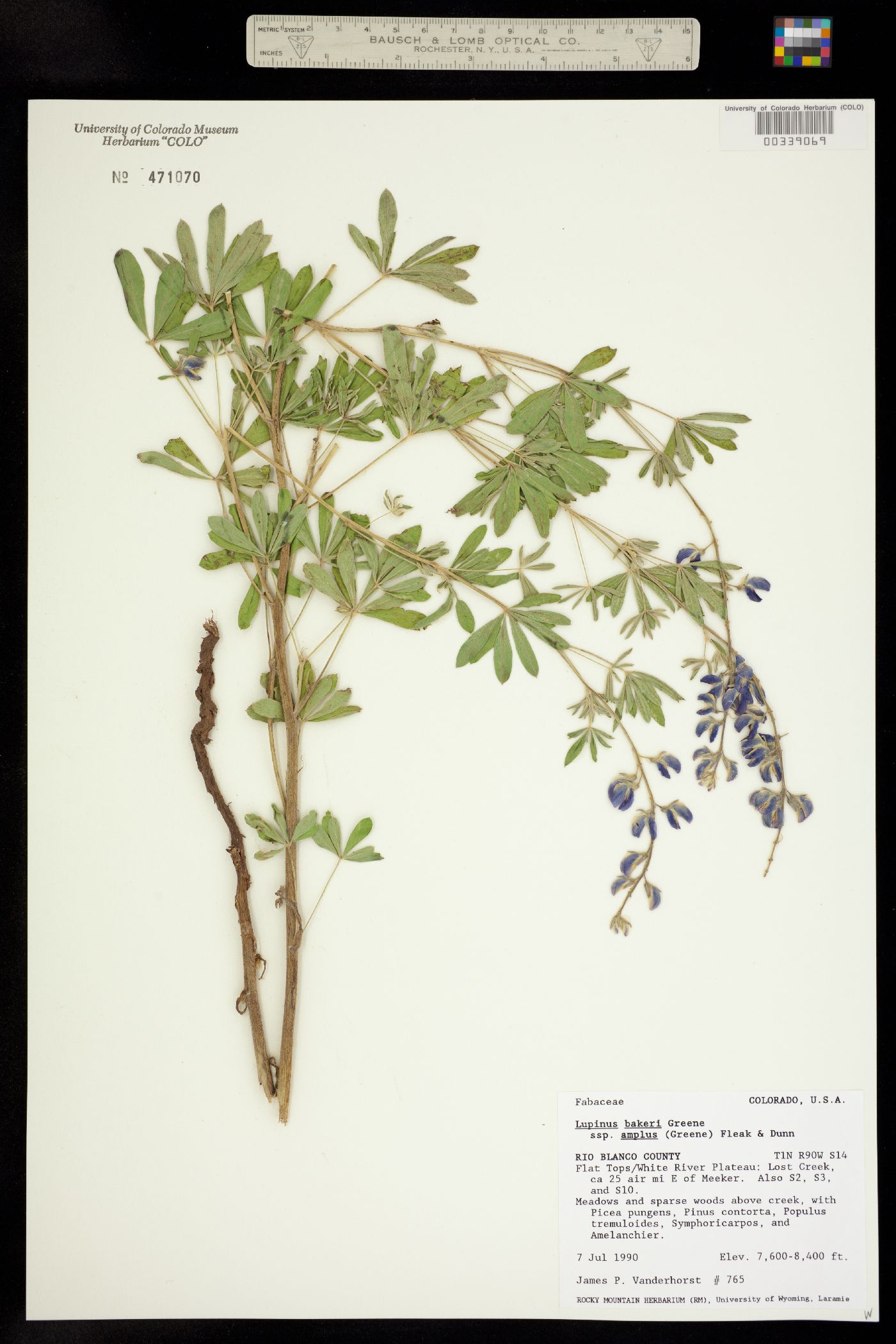 Lupinus bakeri ssp. amplus image