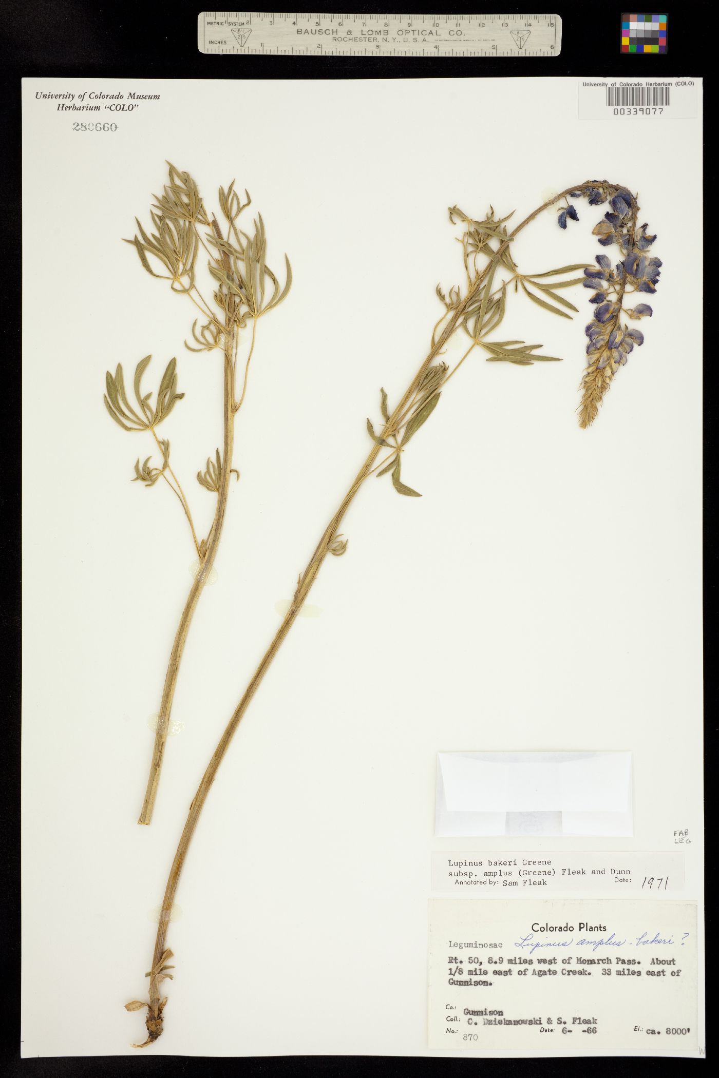 Lupinus bakeri ssp. amplus image