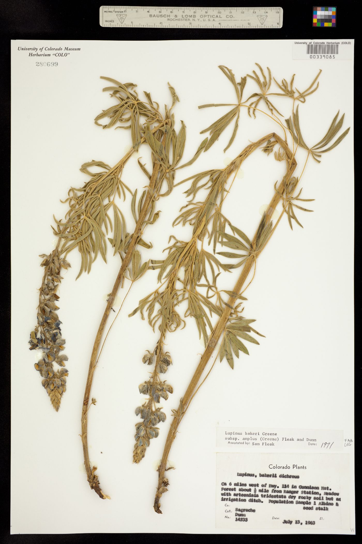 Lupinus bakeri ssp. amplus image
