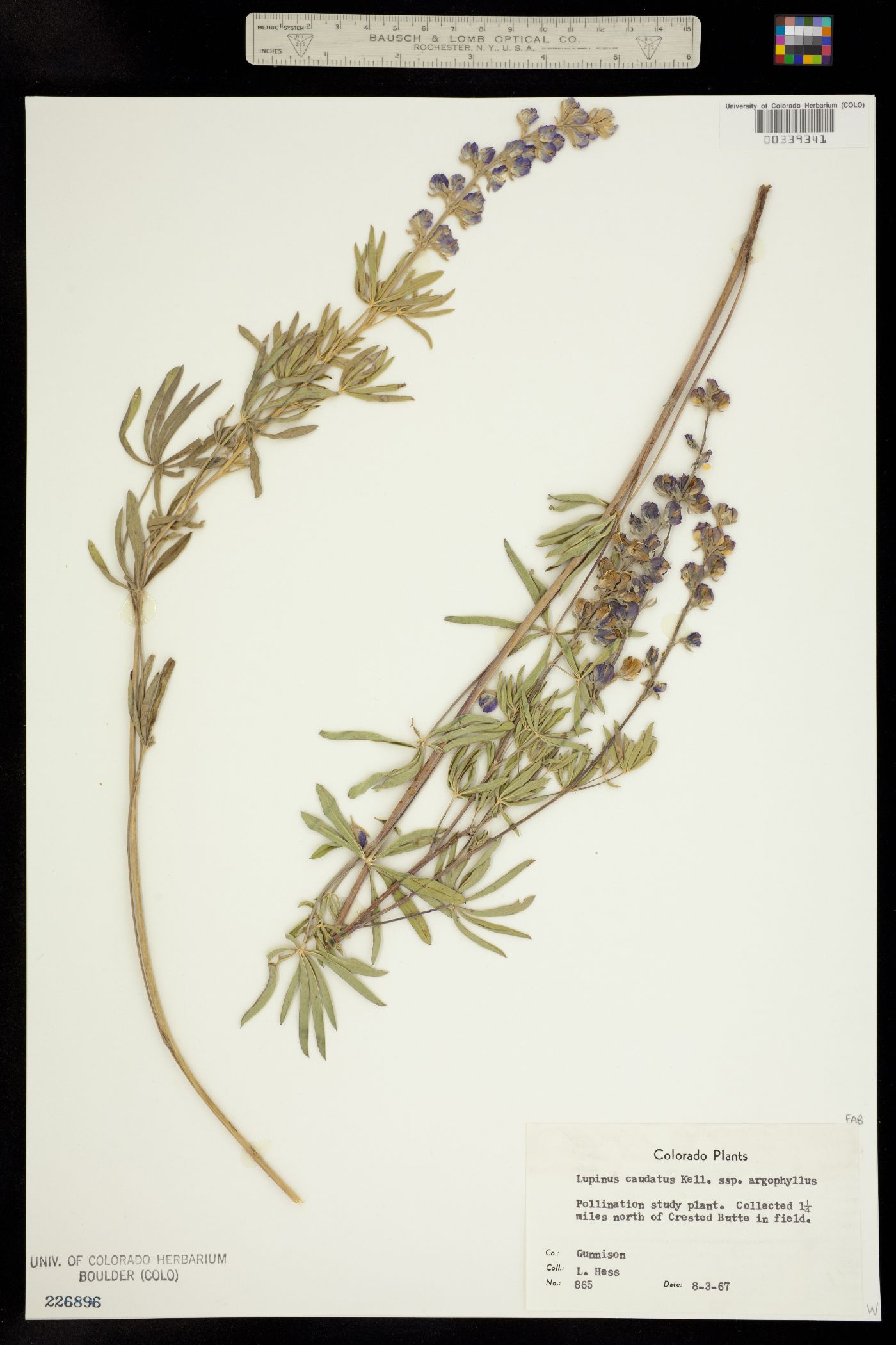 Lupinus caudatus image