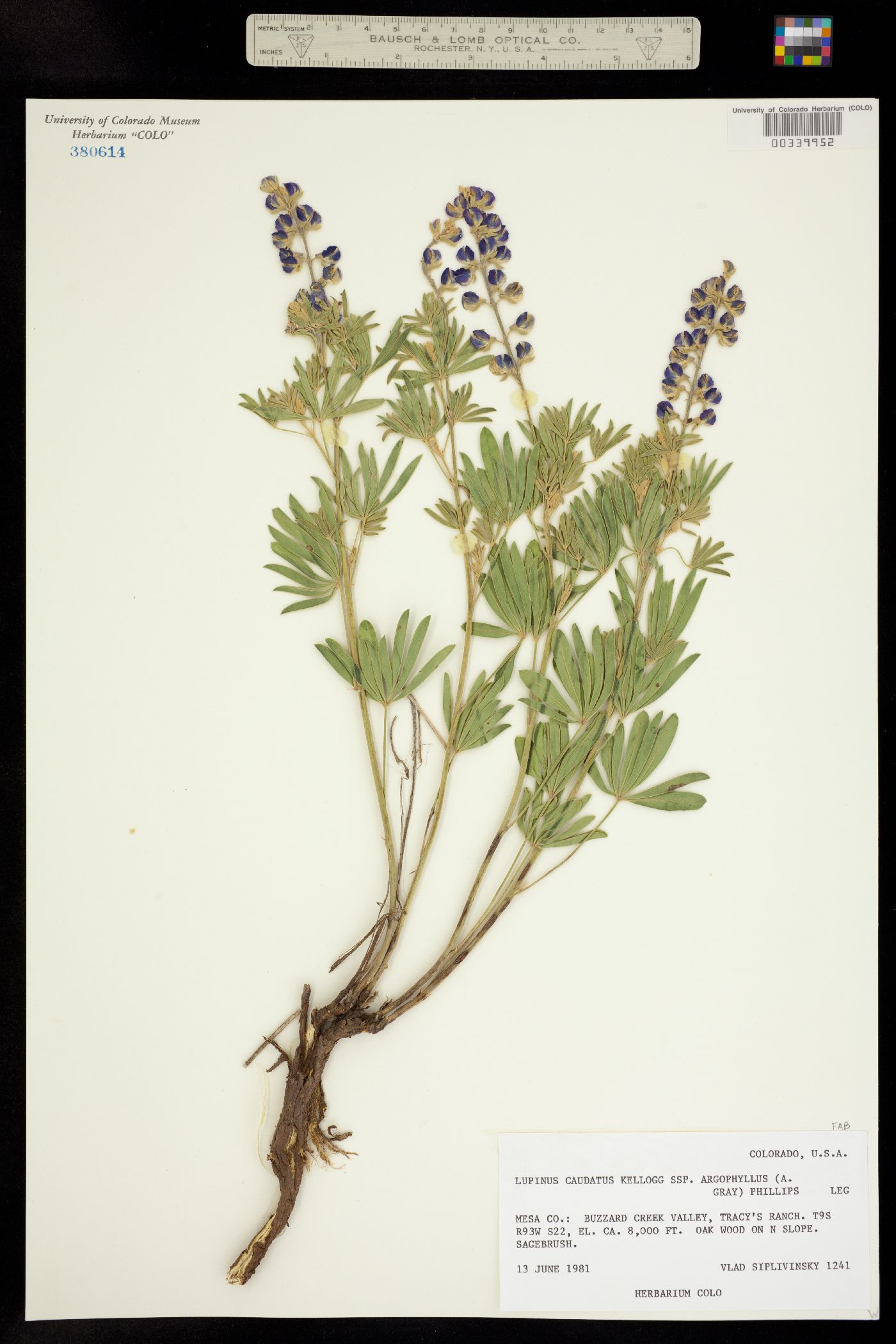 Lupinus caudatus image