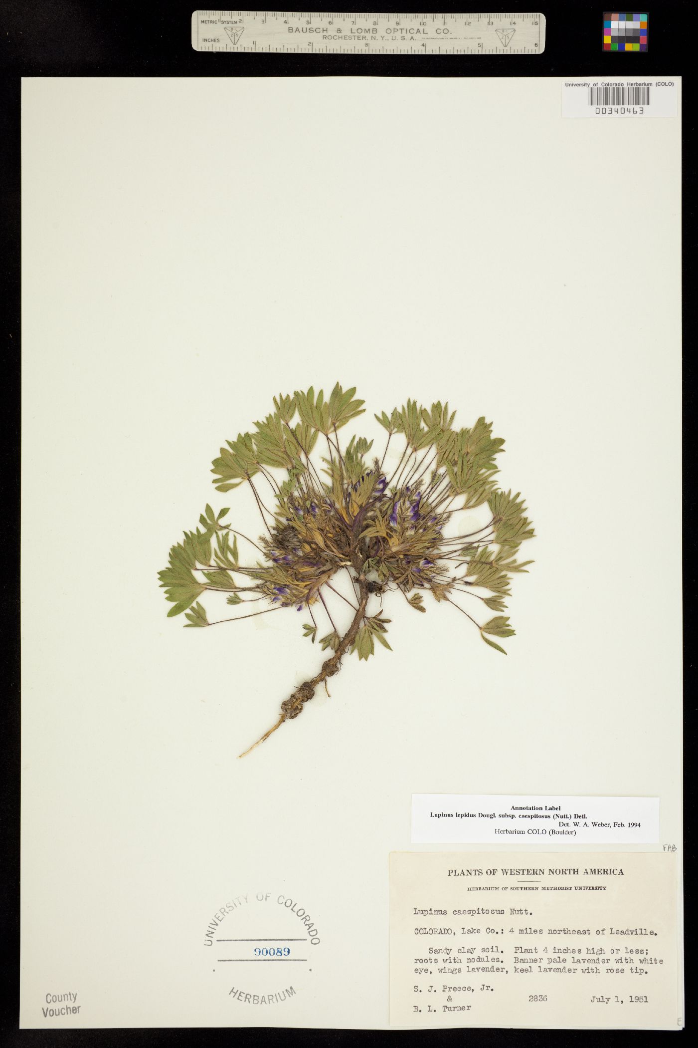 Lupinus caespitosus var. caespitosus image