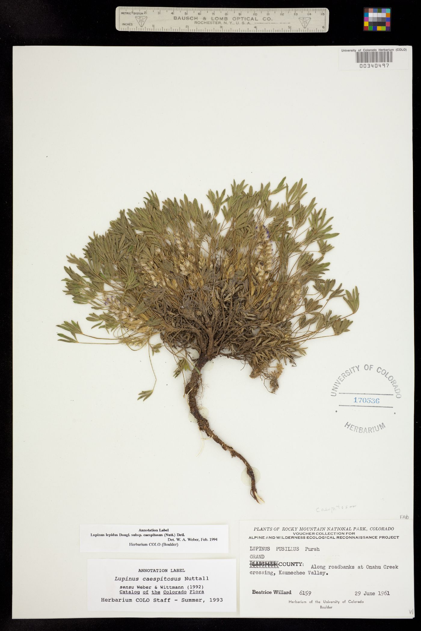 Lupinus caespitosus var. caespitosus image