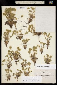 Lupinus caespitosus var. caespitosus image