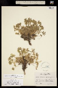 Lupinus lepidus subsp. caespitosus image