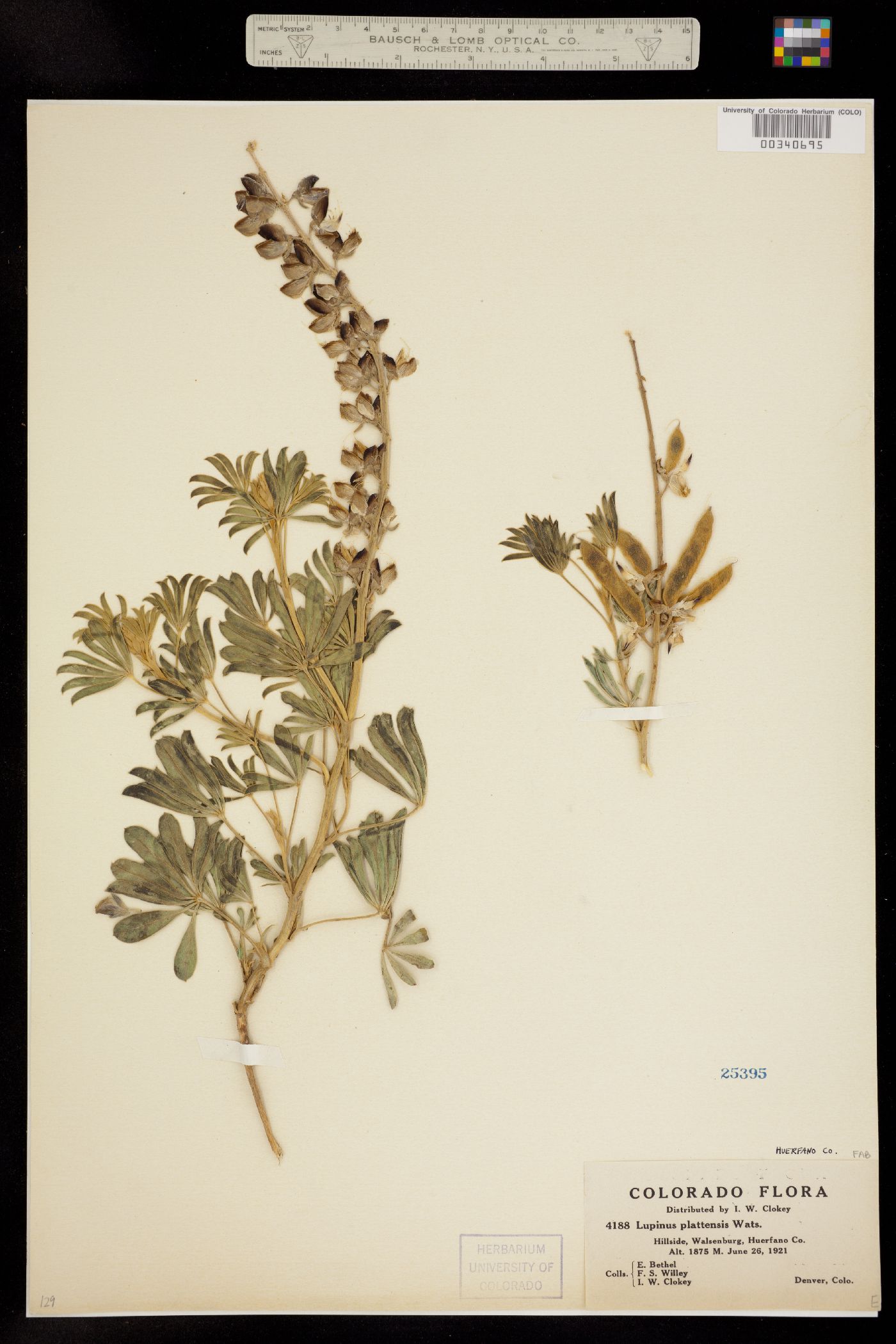 Lupinus plattensis image