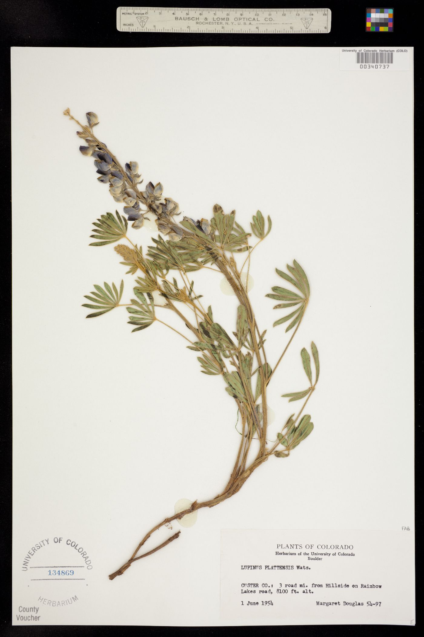 Lupinus plattensis image