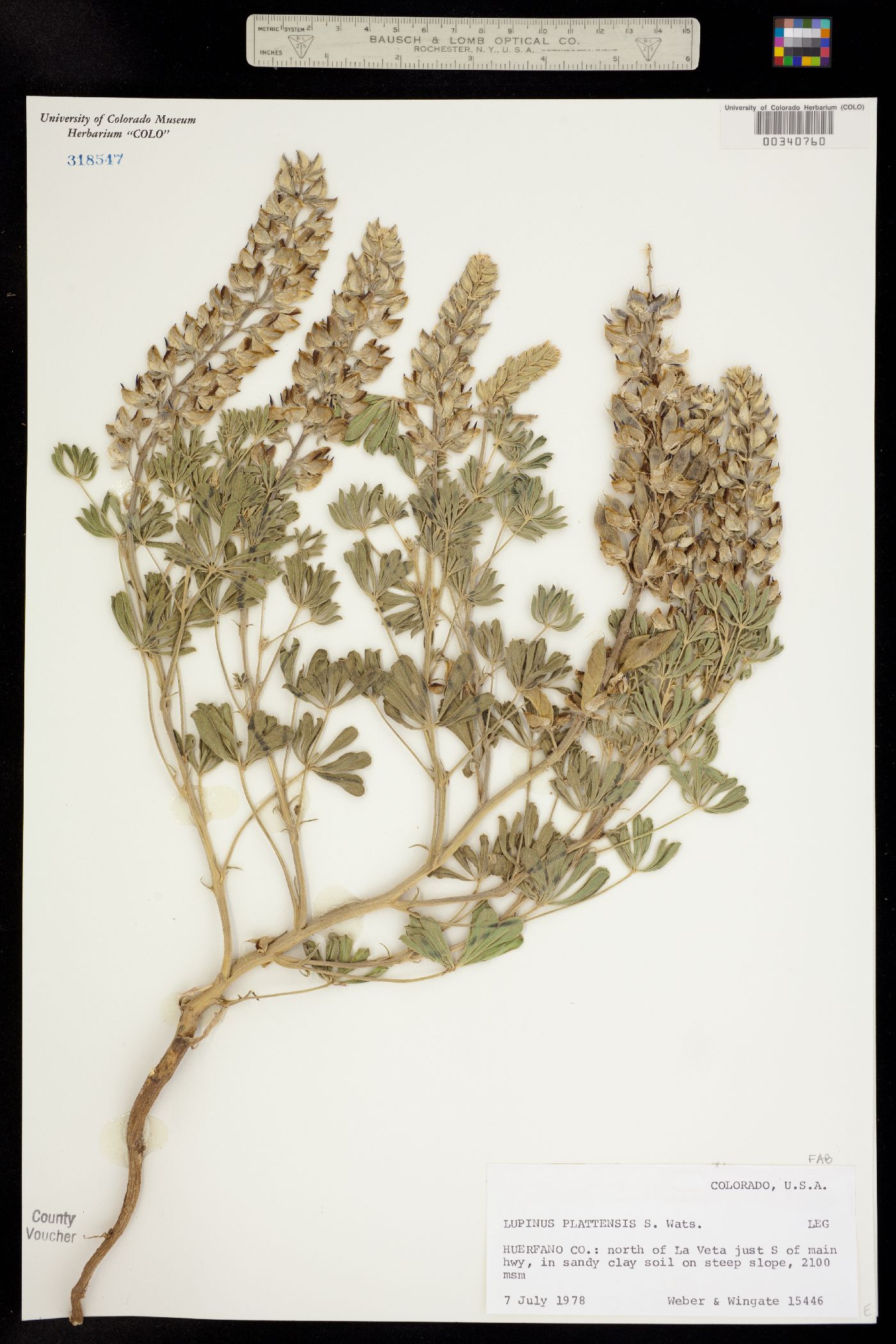 Lupinus plattensis image