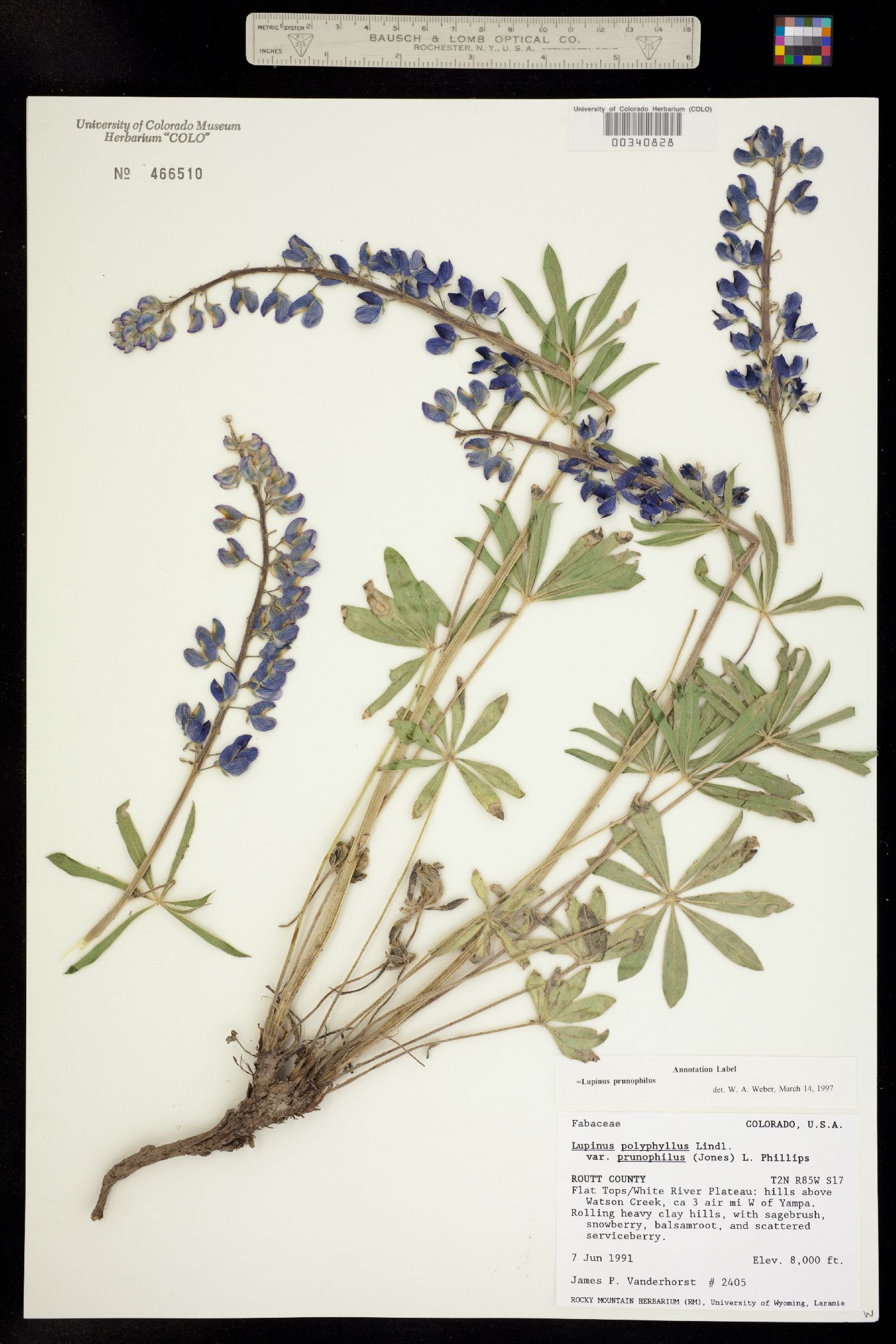 Lupinus polyphyllus image