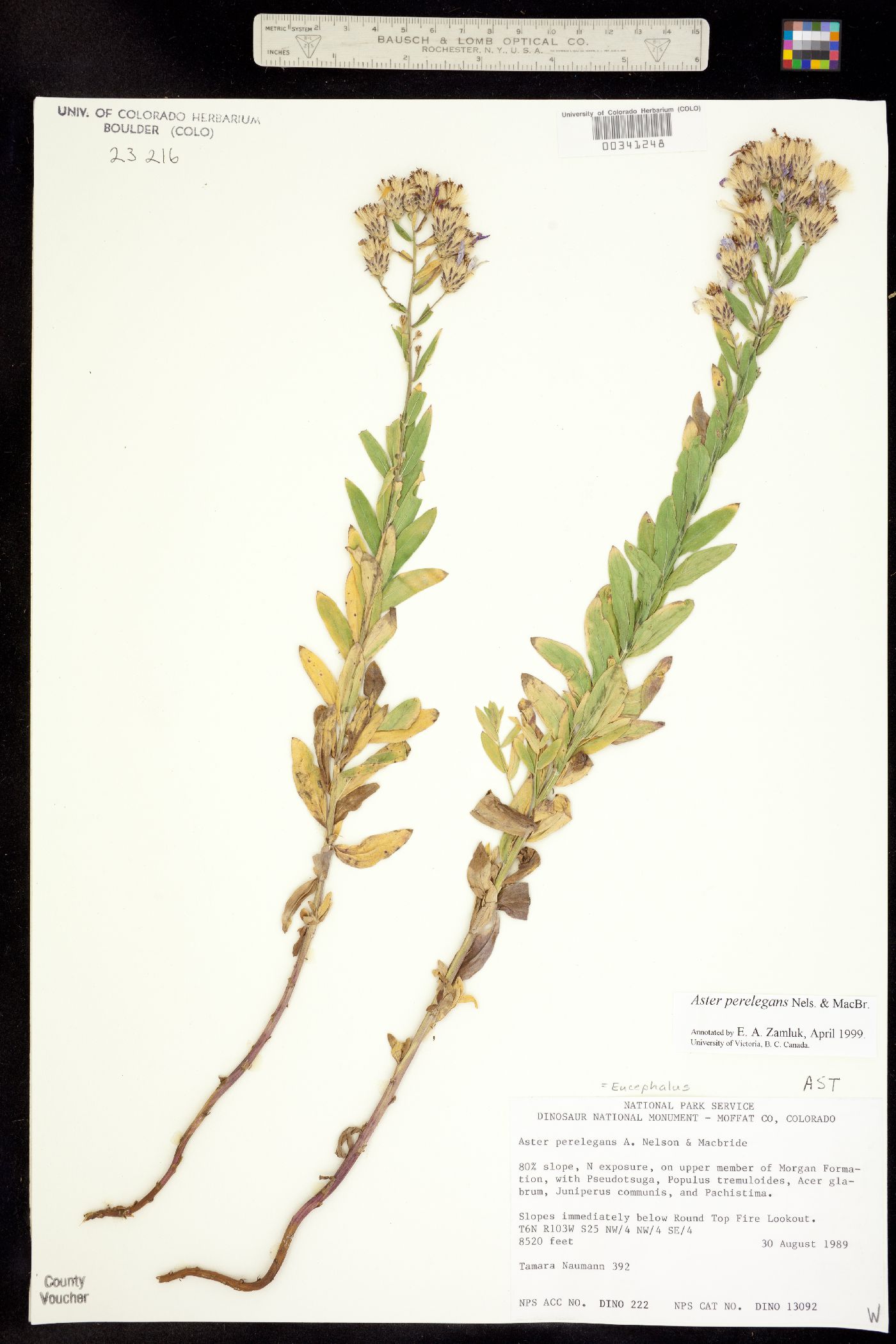 Eucephalus elegans image