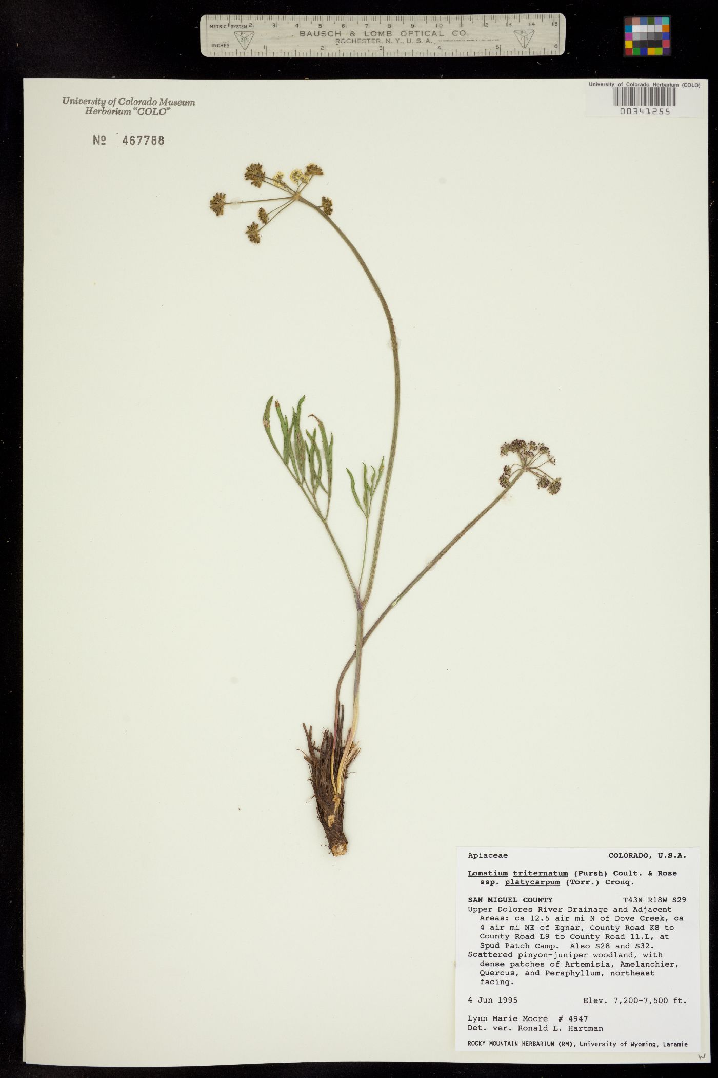 Lomatium simplex var. simplex image