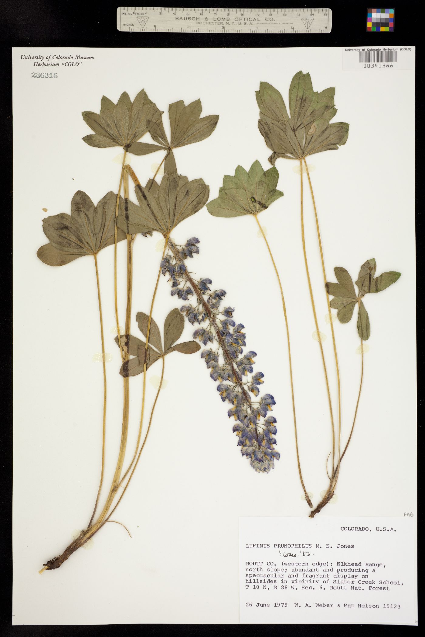 Lupinus polyphyllus image