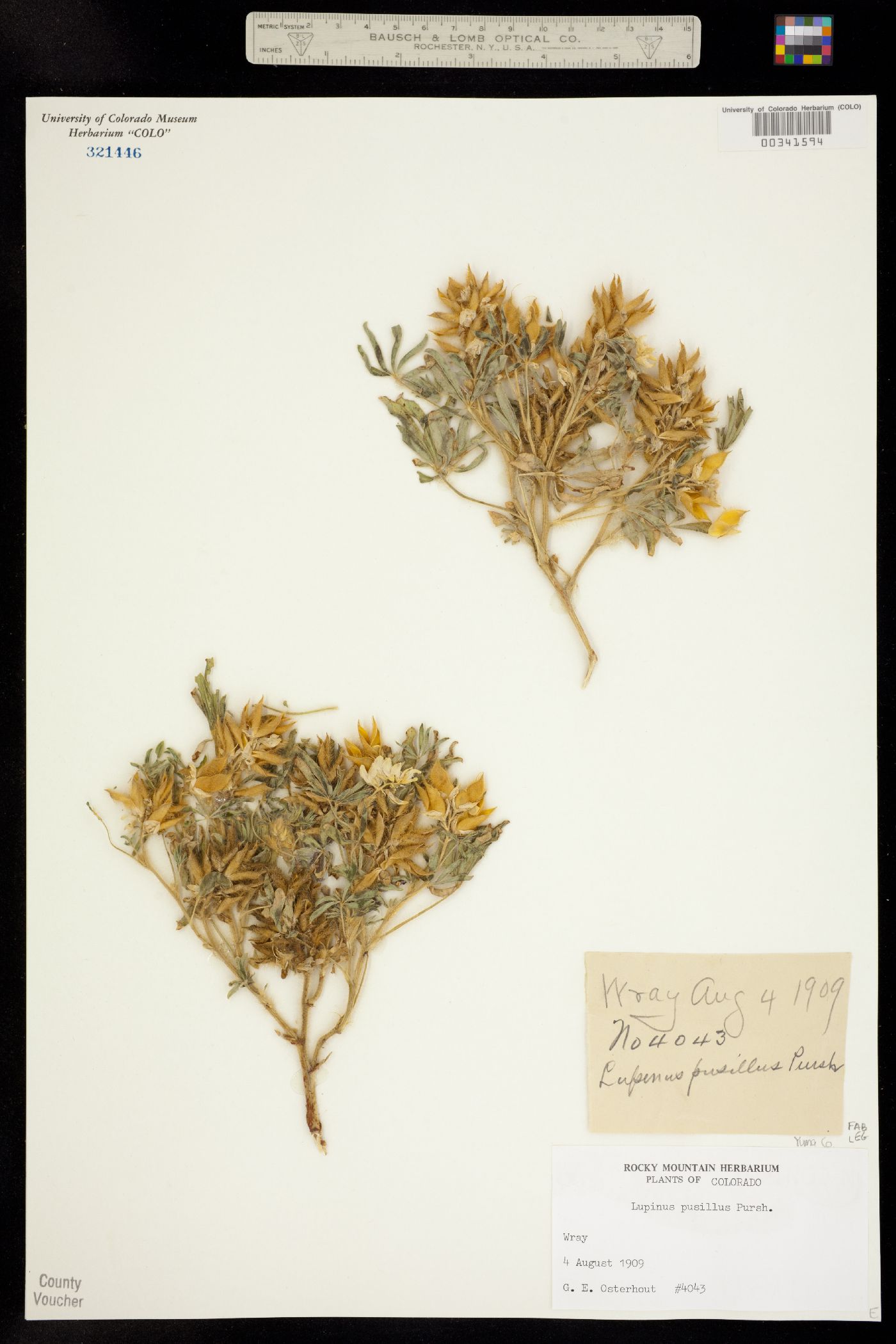 Lupinus pusillus image