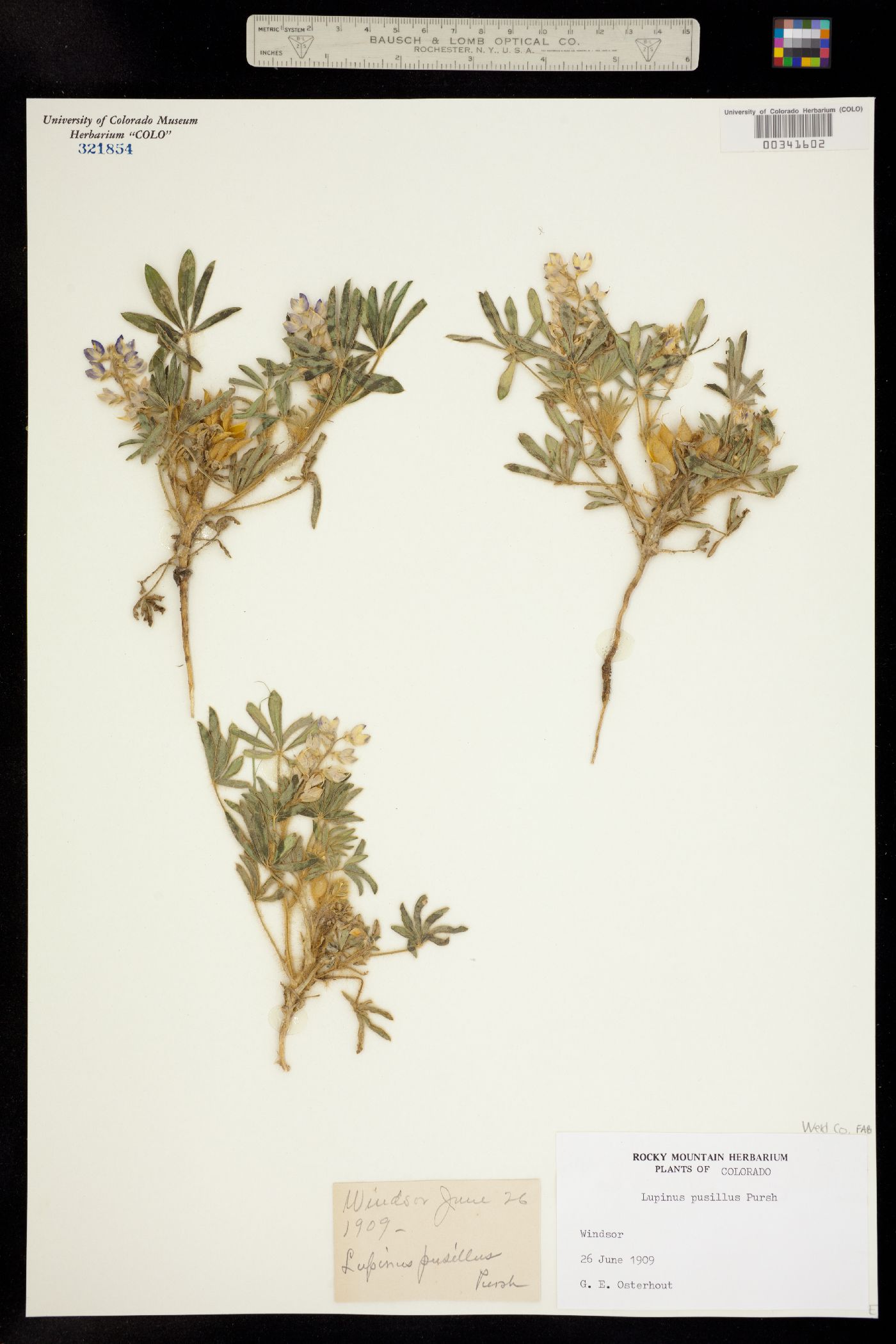 Lupinus pusillus image