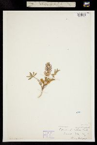 Lupinus pusillus ssp. pusillus image