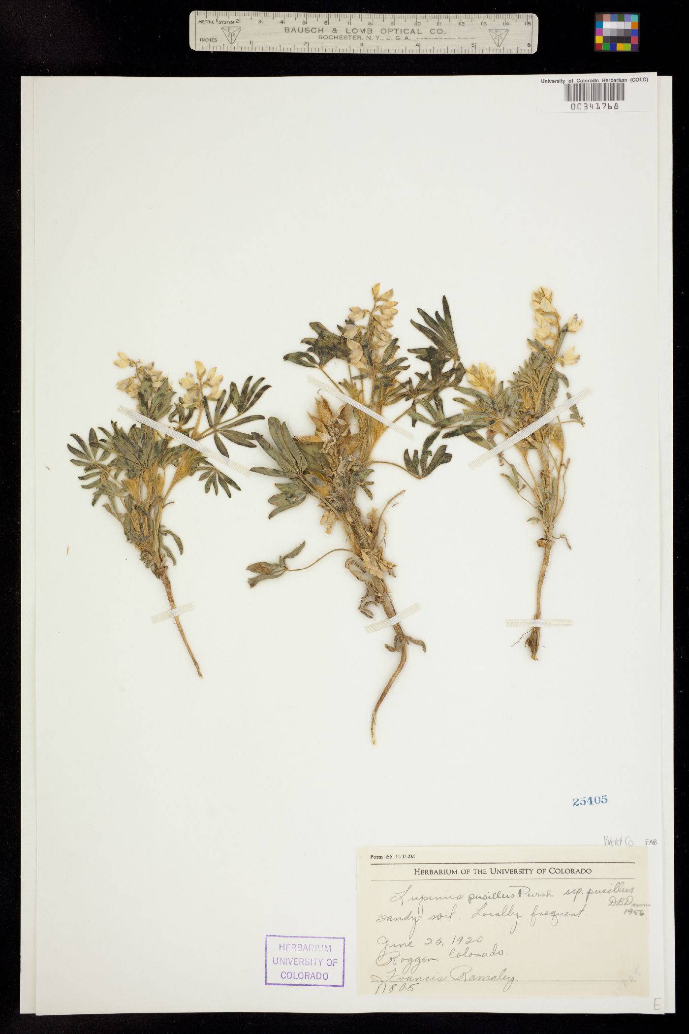 Lupinus pusillus ssp. pusillus image