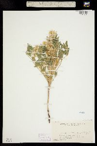 Lupinus pusillus ssp. pusillus image