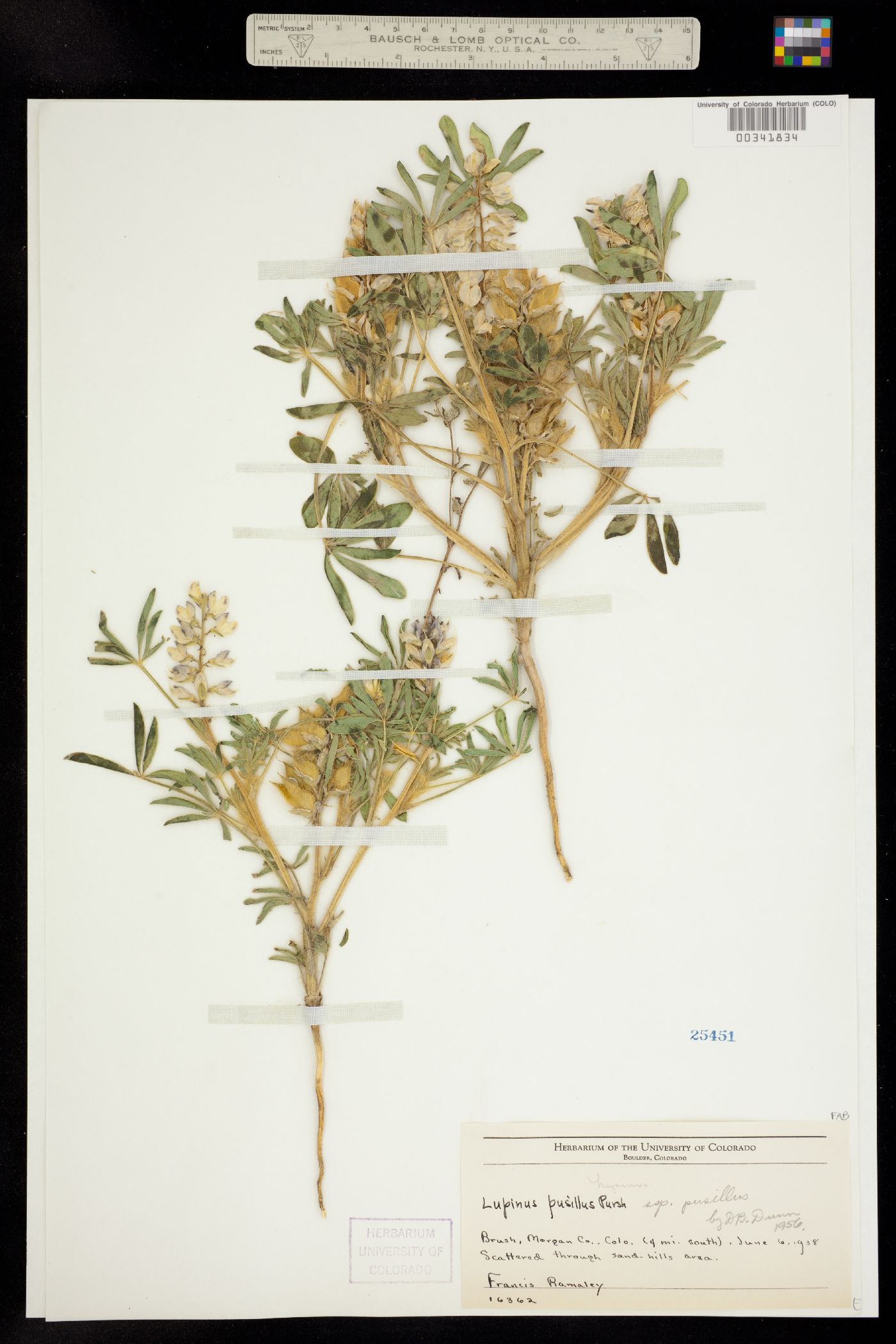 Lupinus pusillus ssp. pusillus image