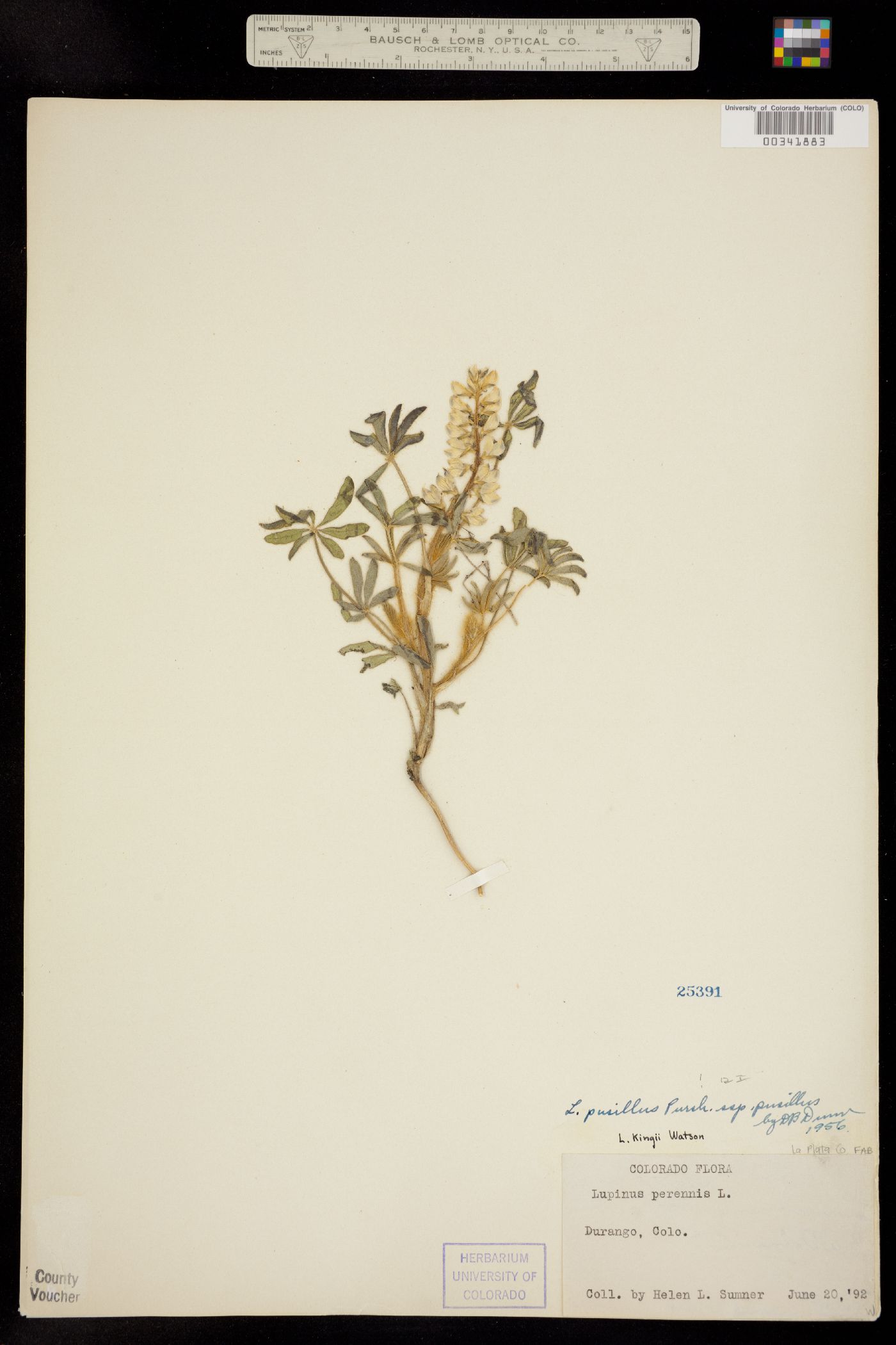 Lupinus pusillus ssp. pusillus image