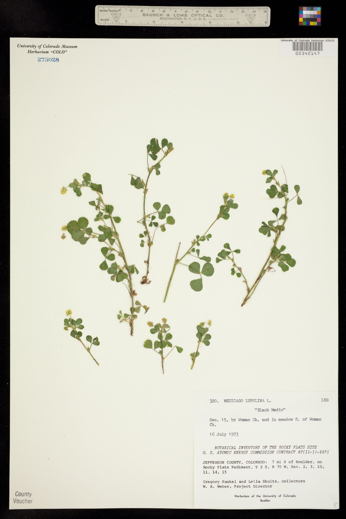 Medicago lupulina image