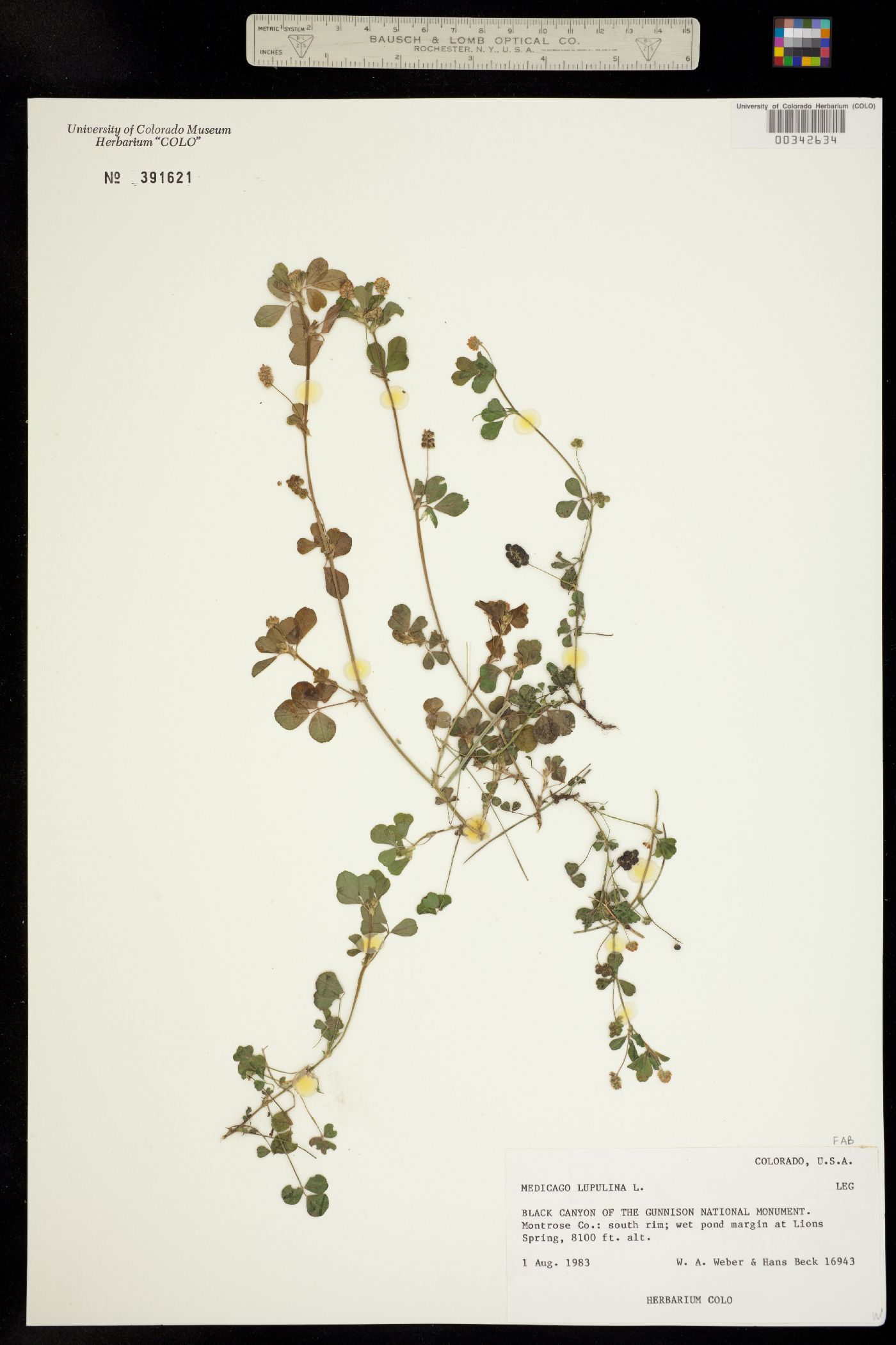 Medicago lupulina image