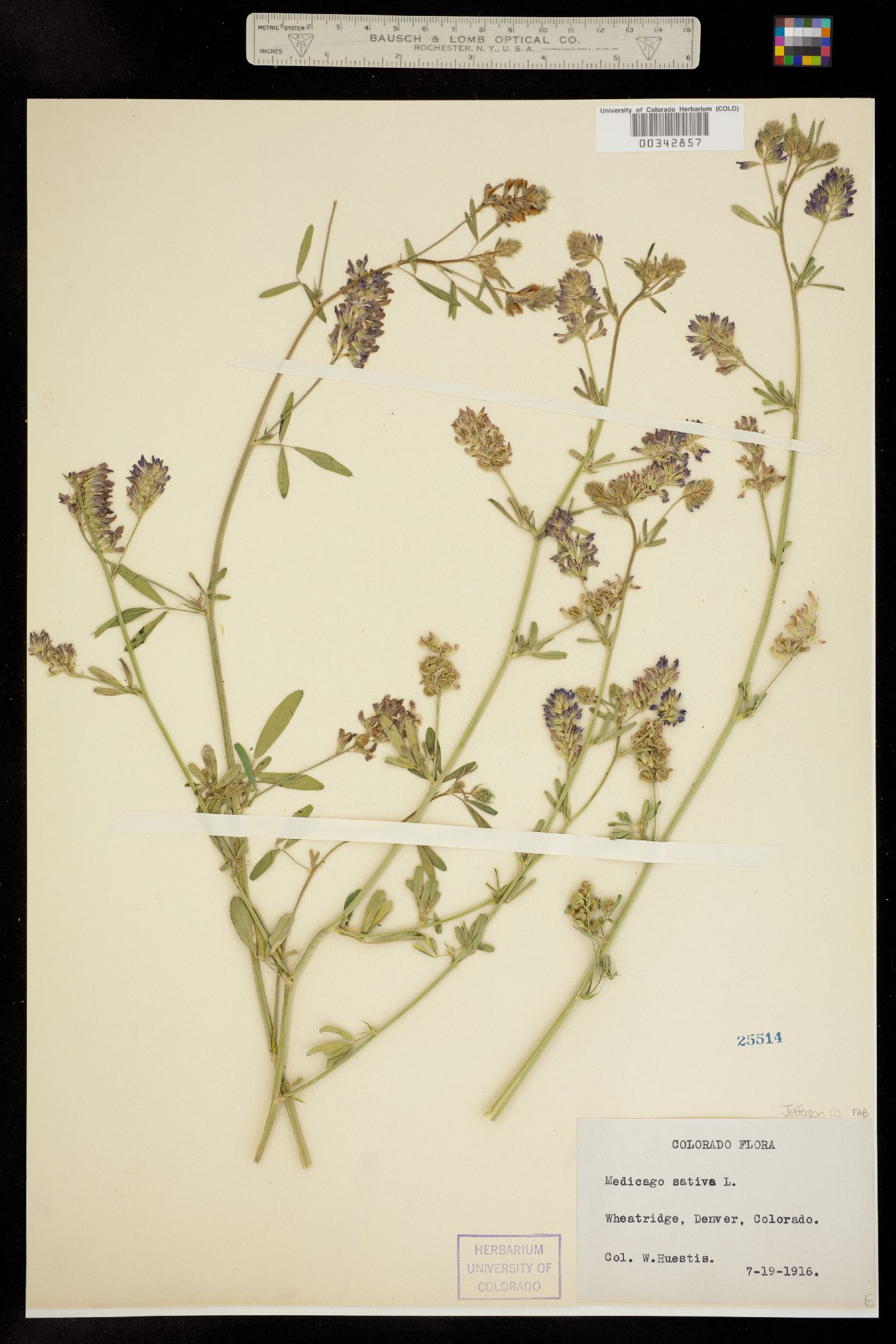 Medicago image