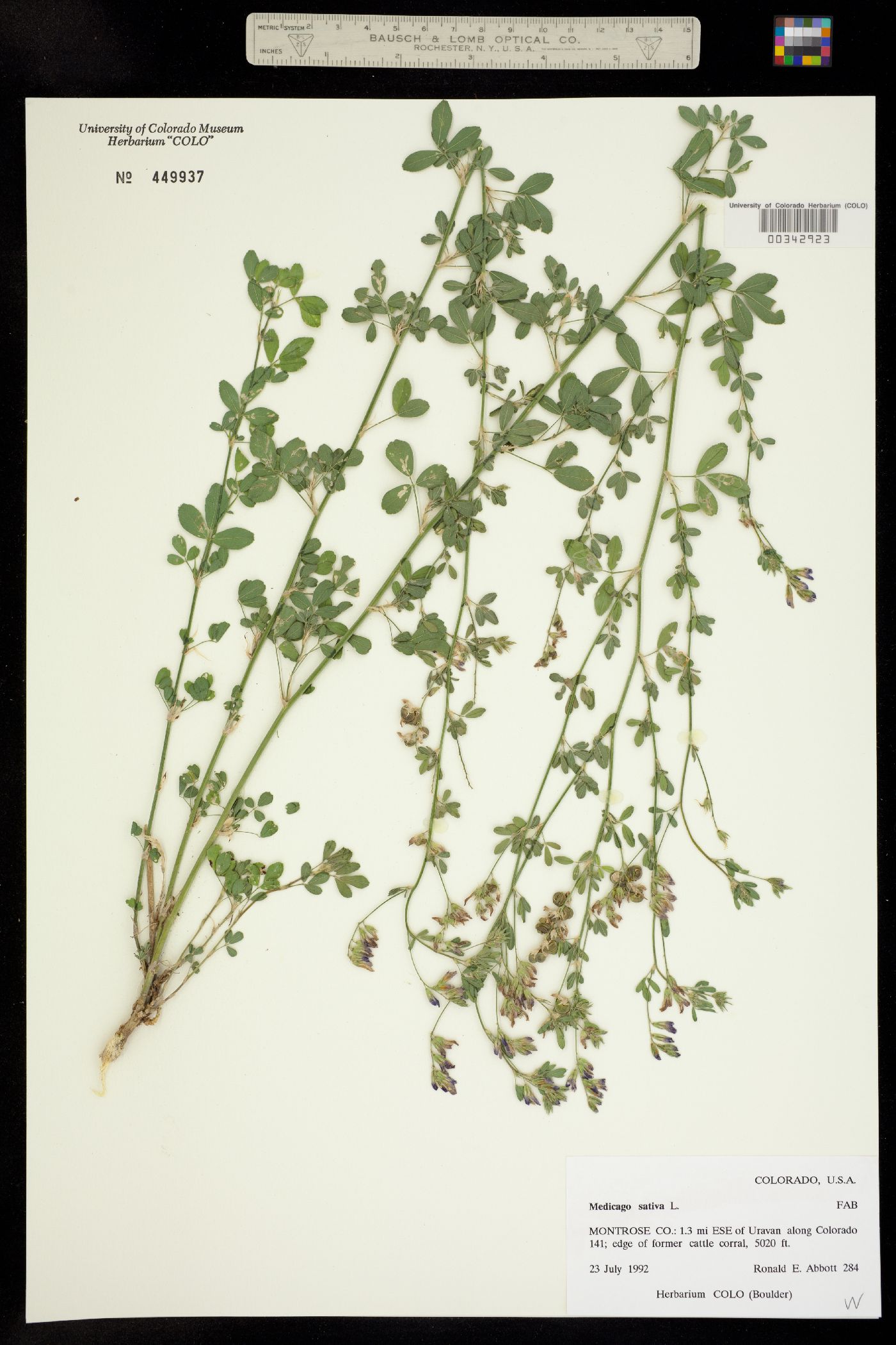 Medicago image