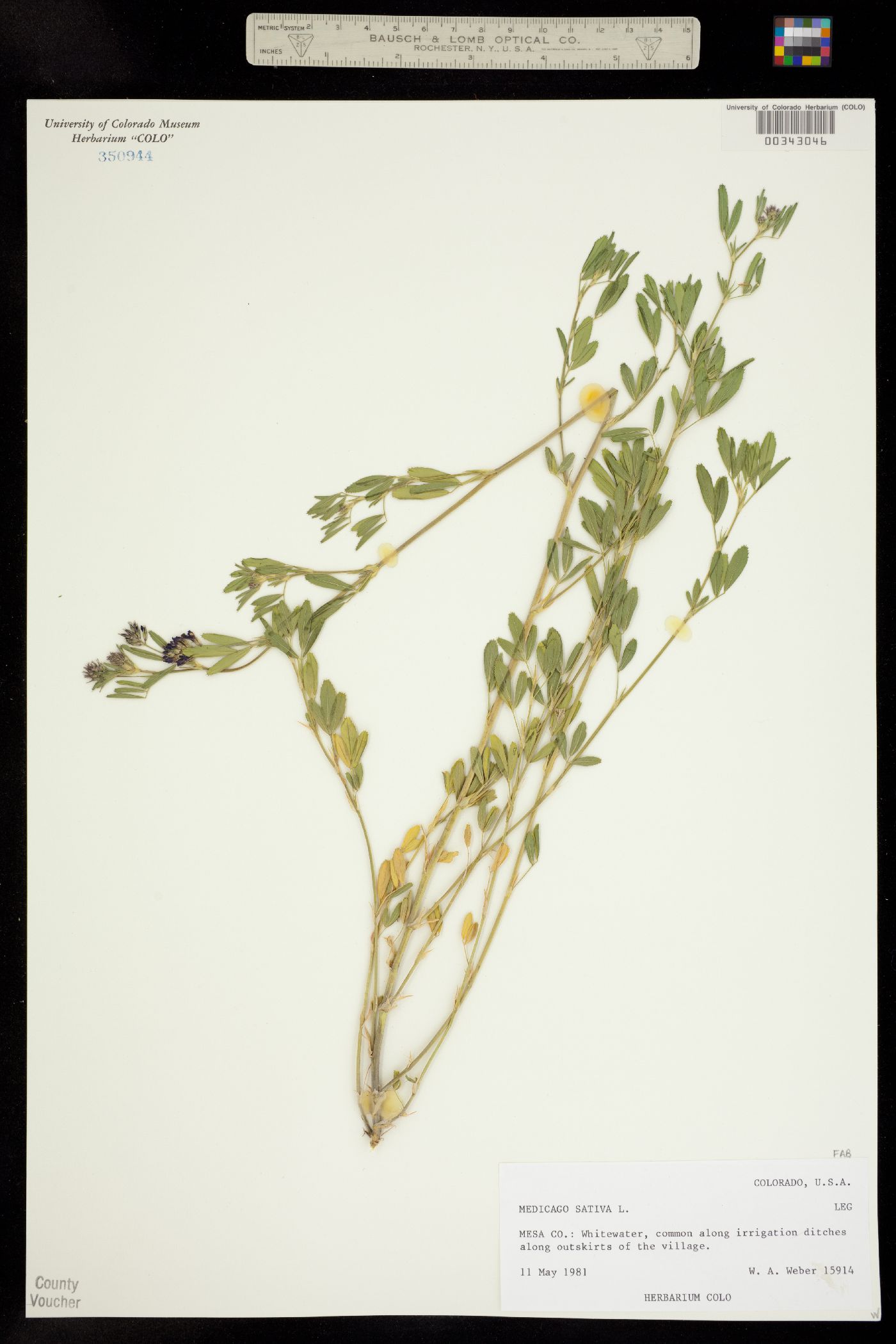 Medicago sativa image