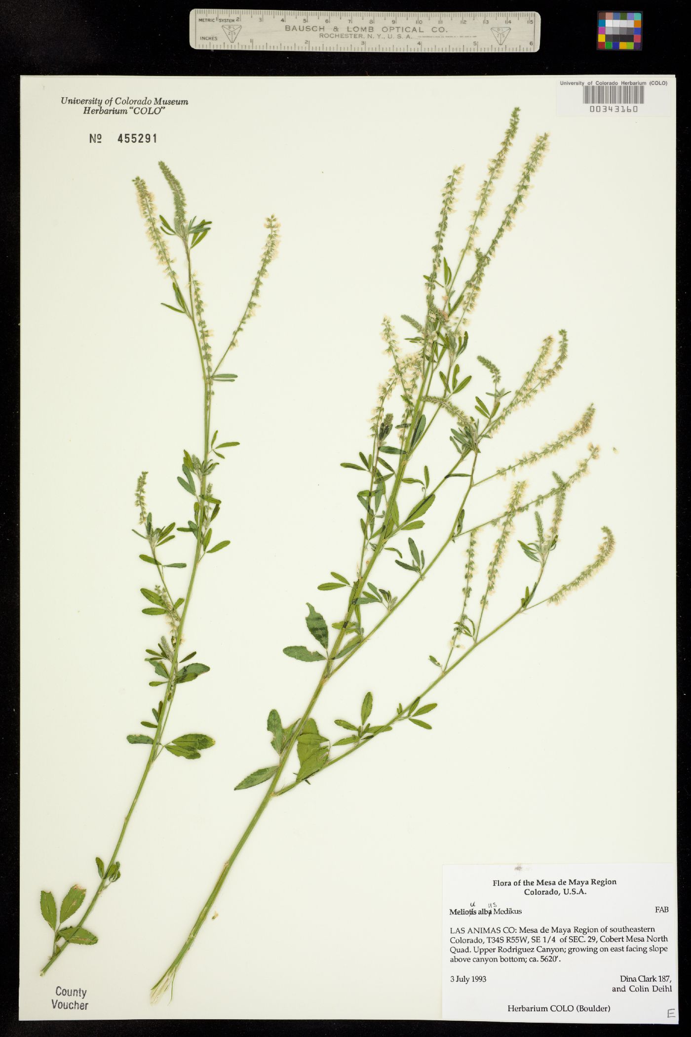 Melilotus albus image