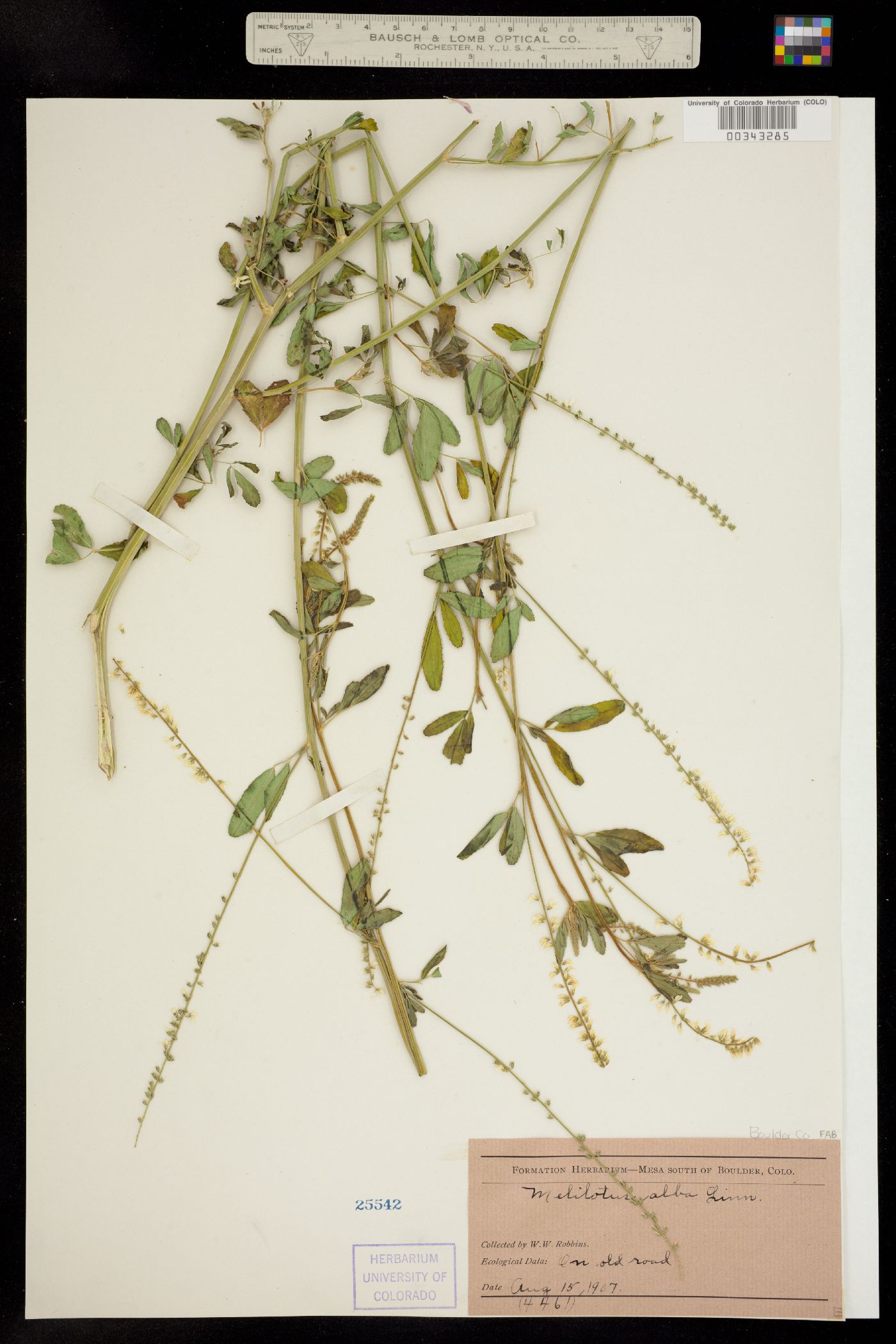 Melilotus image