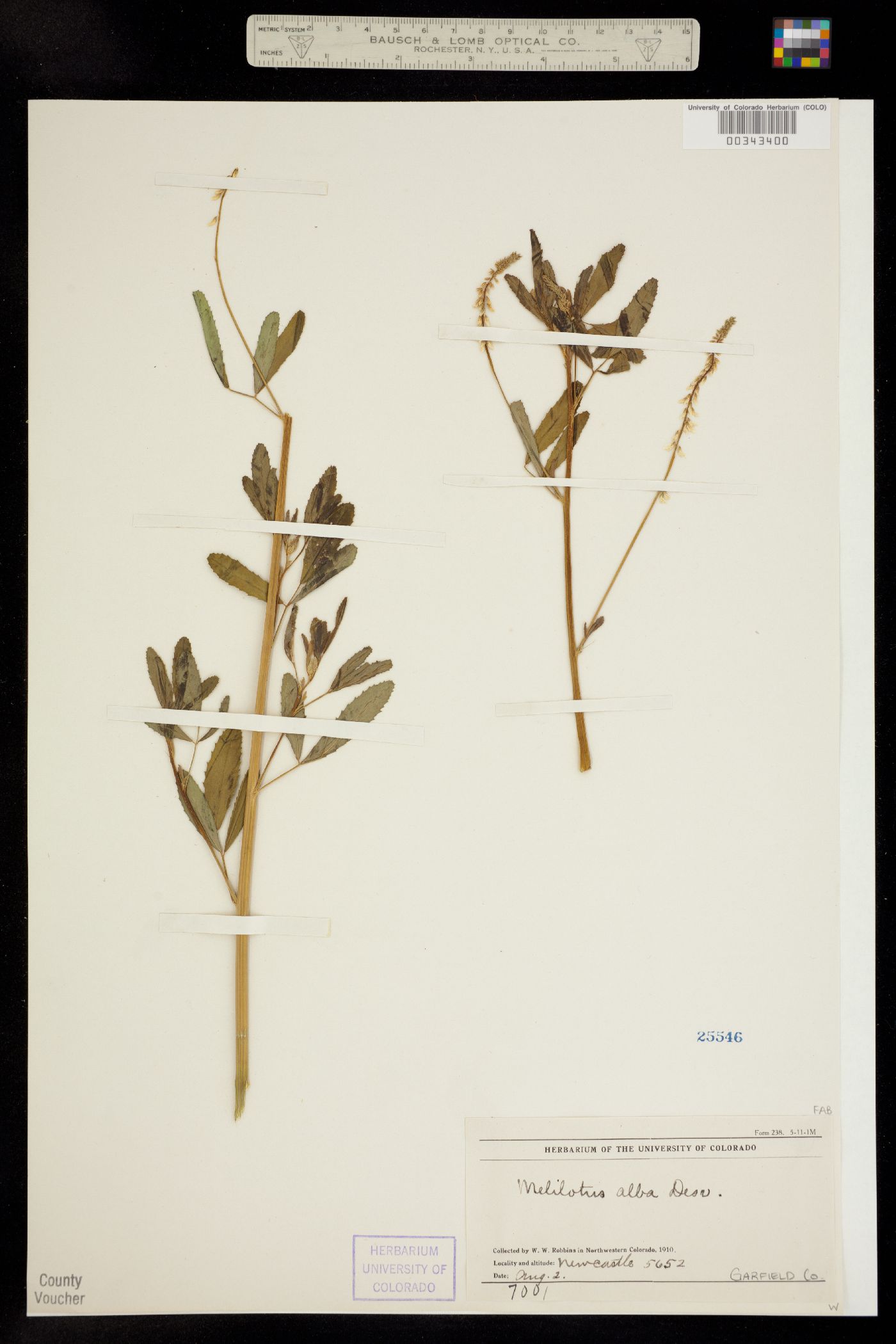 Melilotus albus image