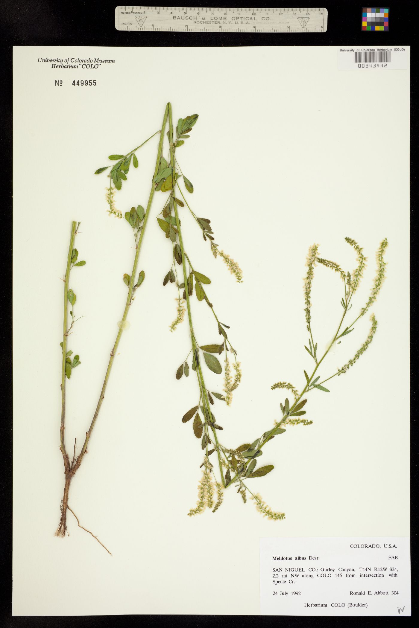 Melilotus albus image