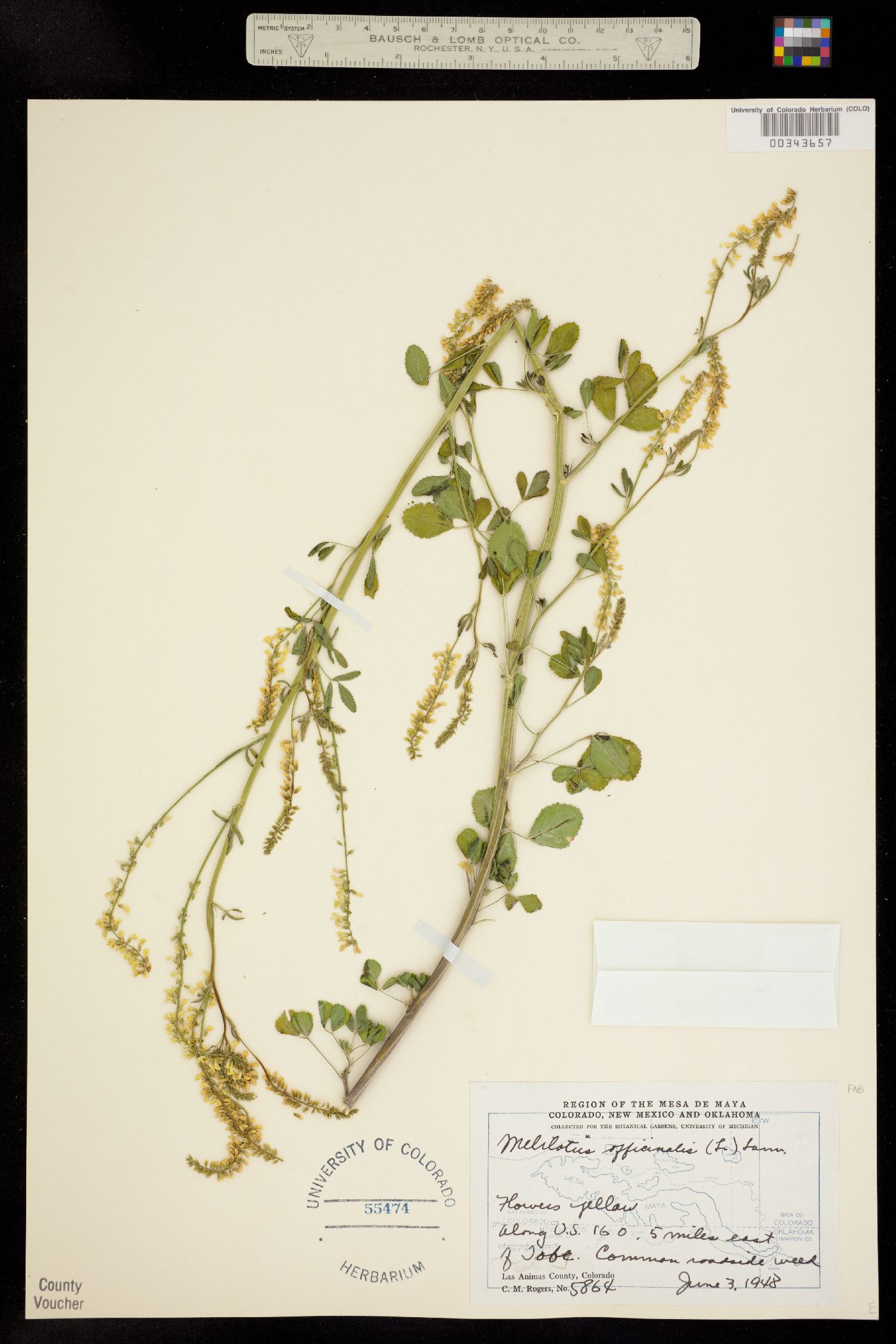 Melilotus officinale image