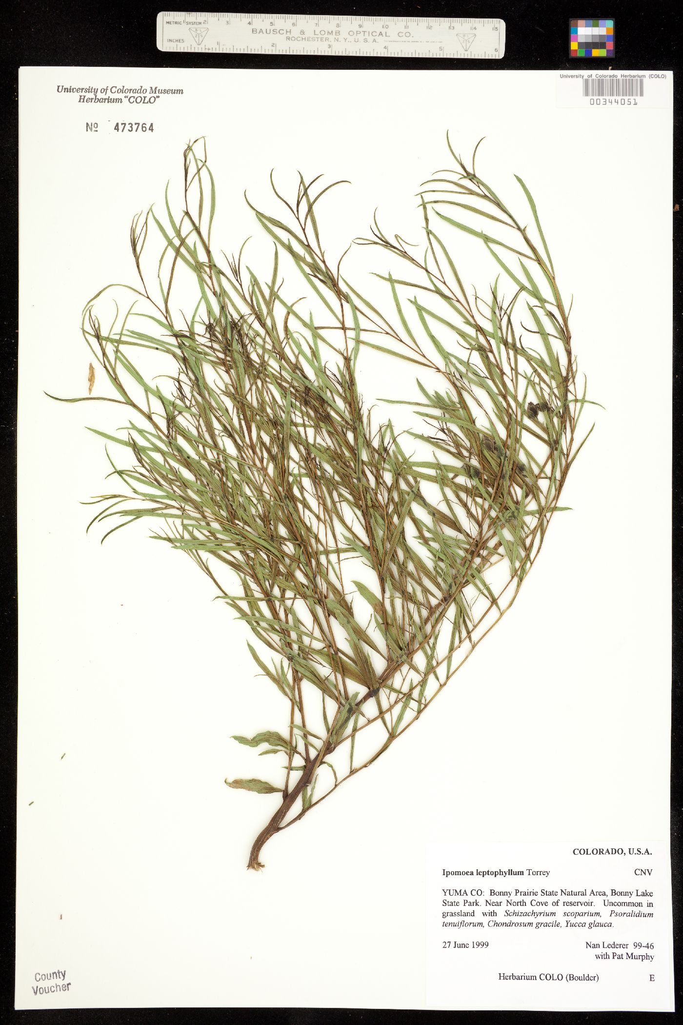 Convolvulaceae image