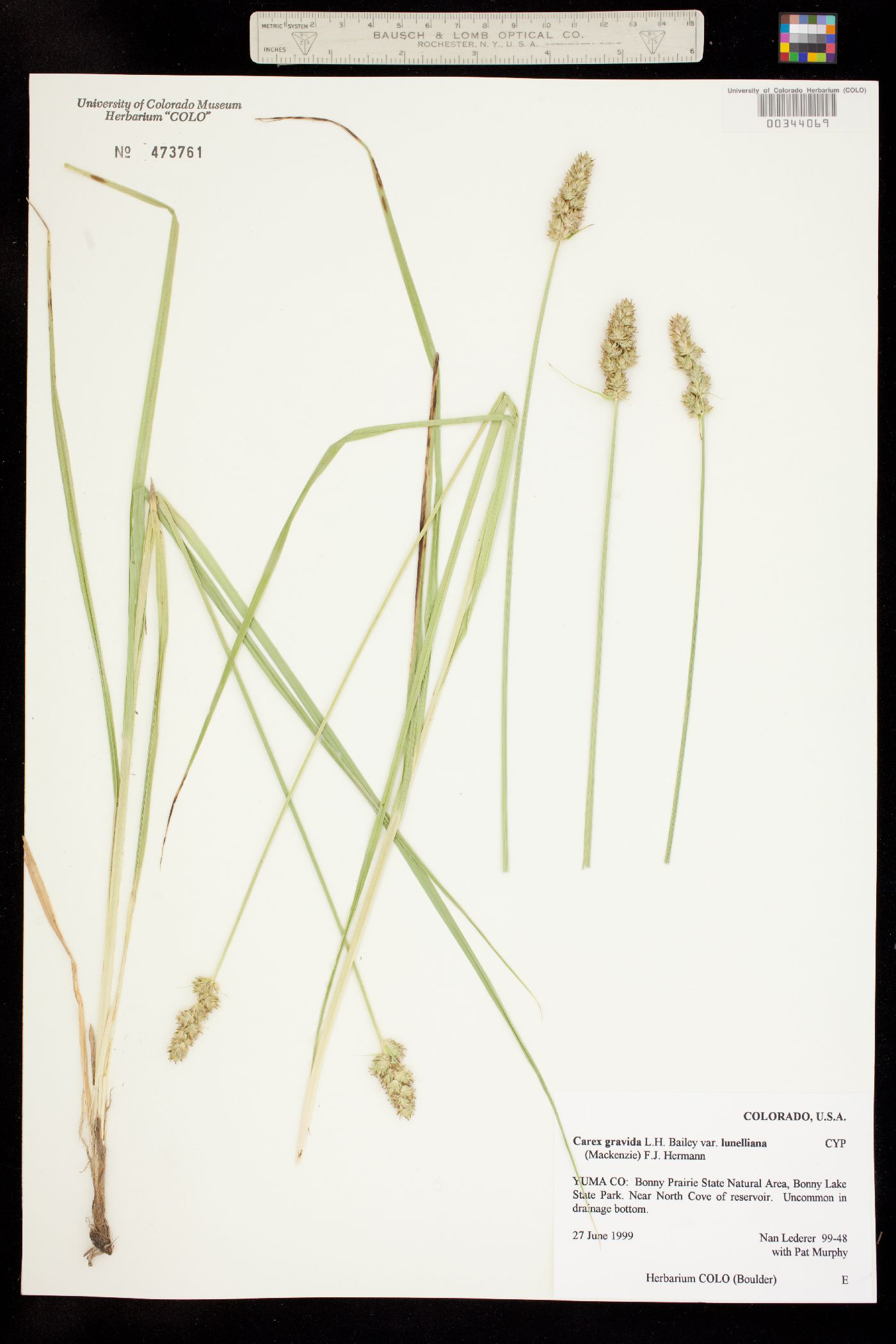 Carex gravida image