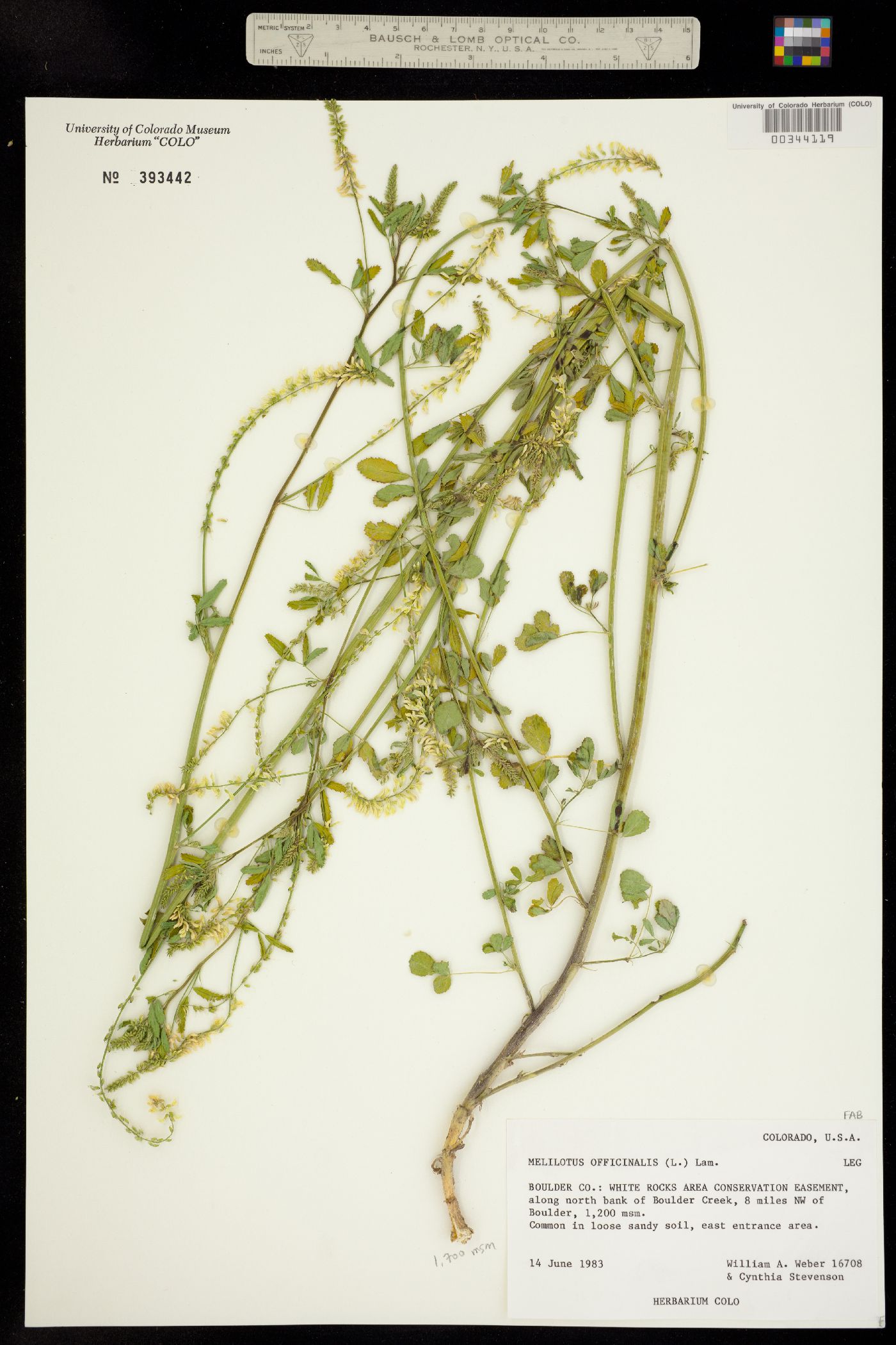 Melilotus officinale image